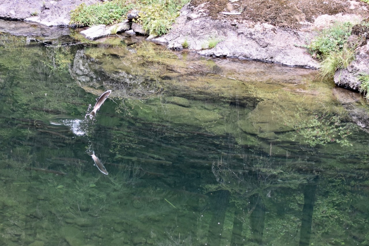 Native Fish Society | Oregon City OR