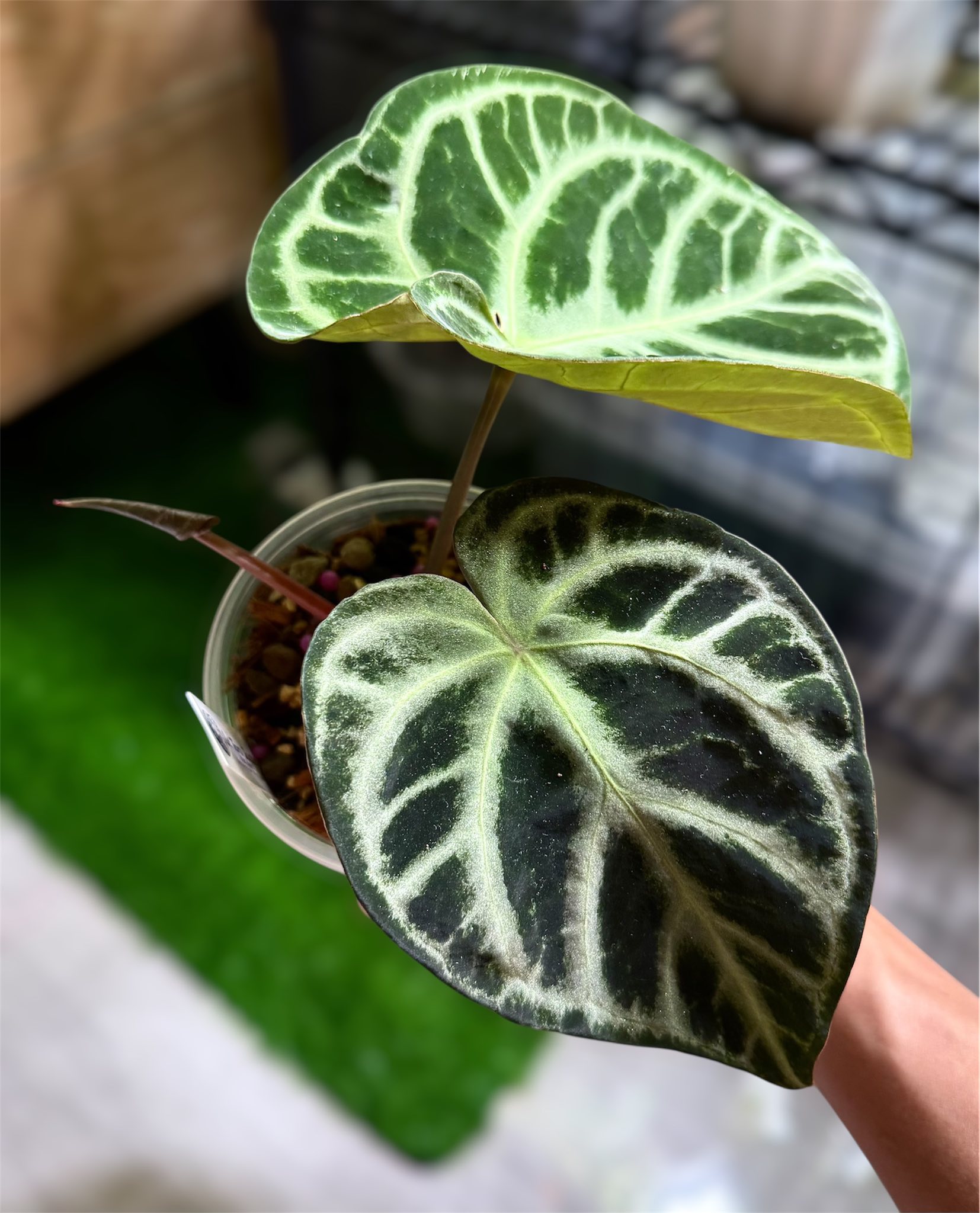 Loving this! The new shoot 💕 Anthurium Dorayaki Silver x SKG Pink