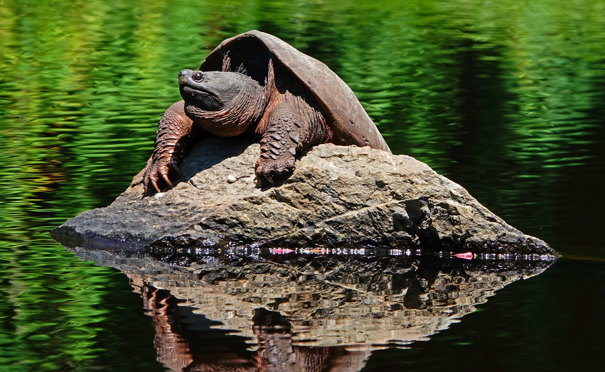 Mud Snapper