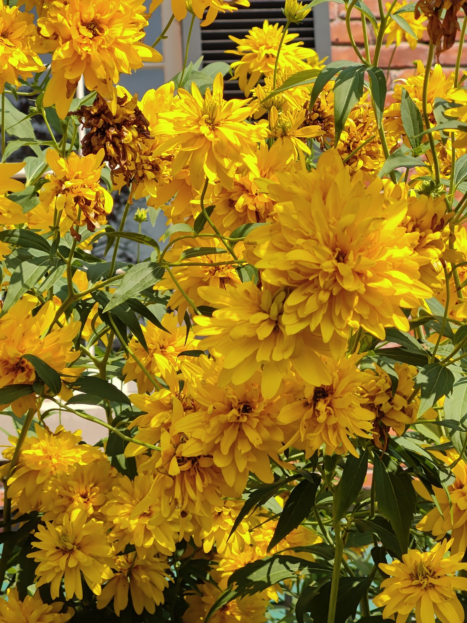 ROOPNARINE - flowers in toronto canada aug 2/2025 #flower #flowers # ...