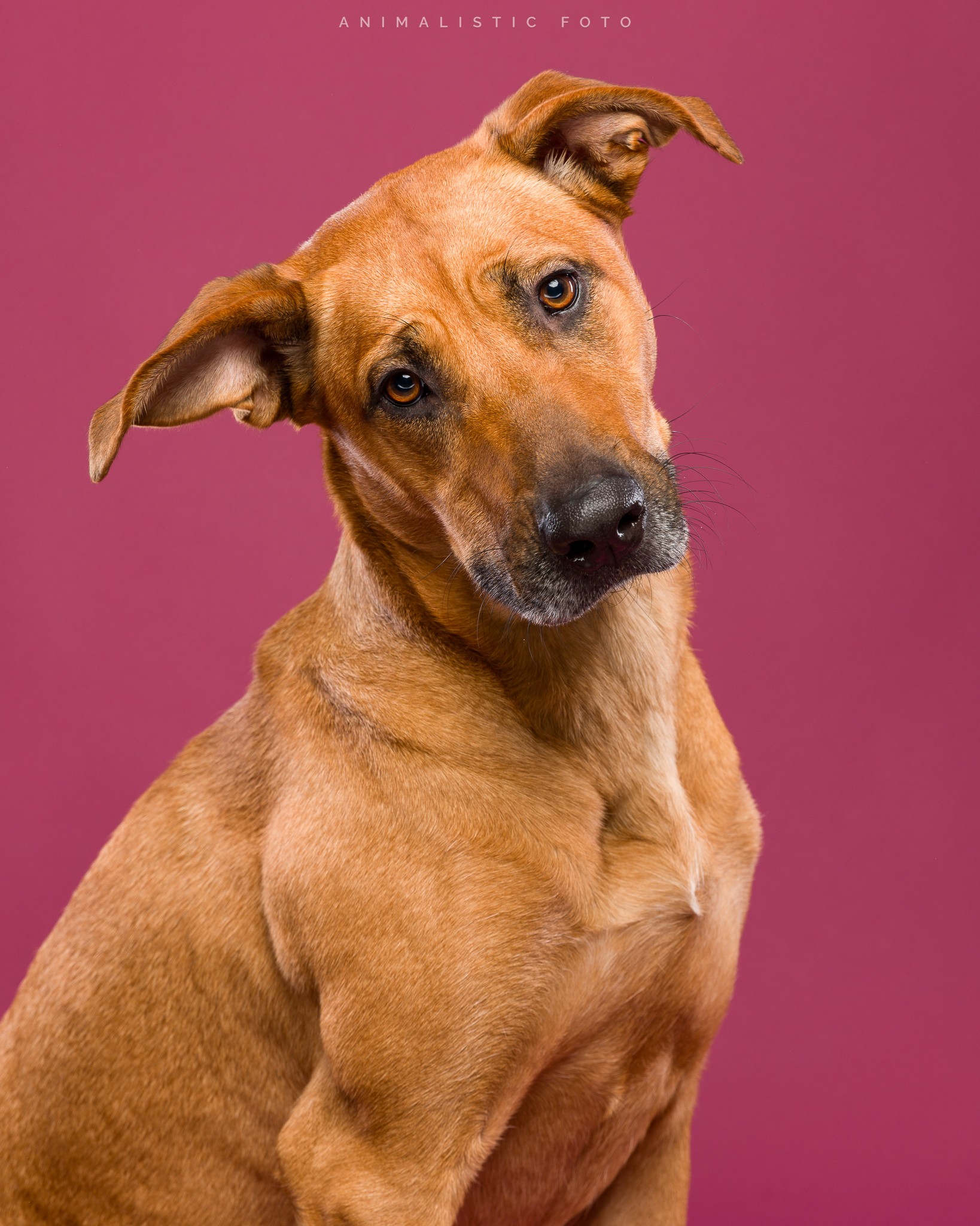 RRCUS - Rhodesian Ridgeback Club of the United States | A tip to all ...