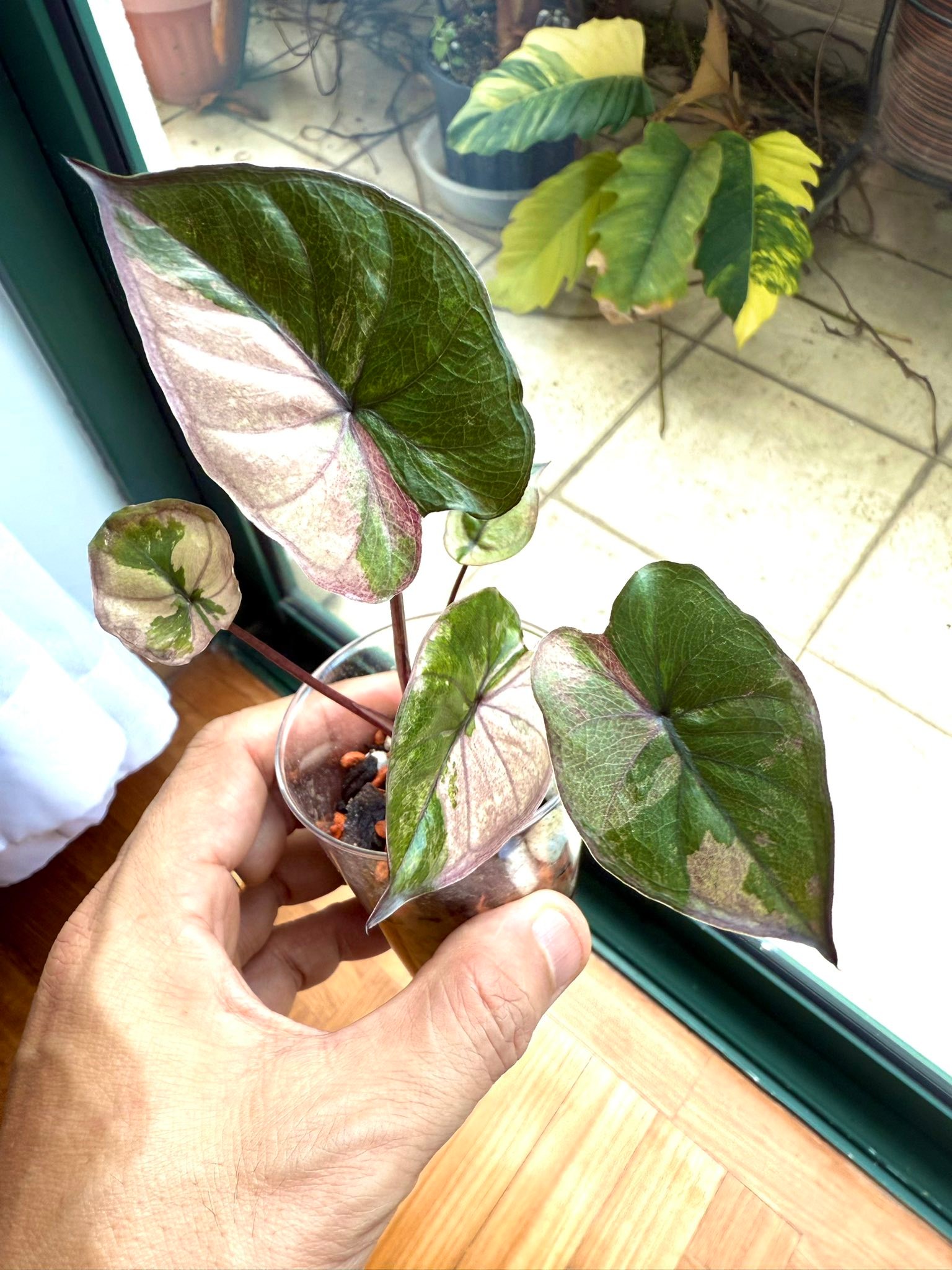 3x Baby Alocasia serendipity var. 【公式通販】