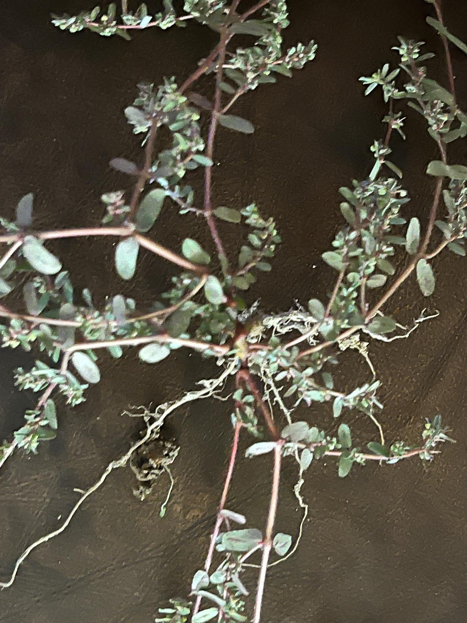 Is this spurge it's taking over my yard