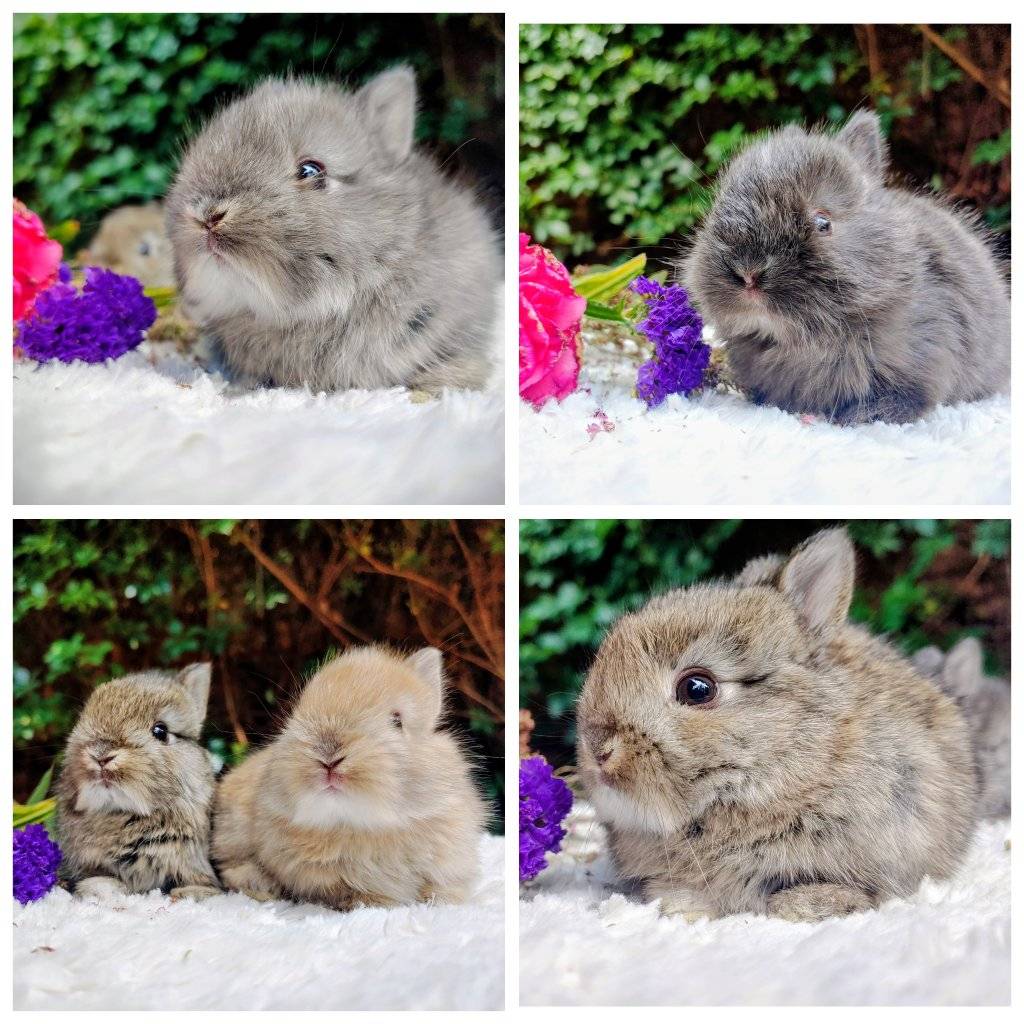 Rabbit Lovers, Breeders, Farmers of South Africa🐇 | Facebook