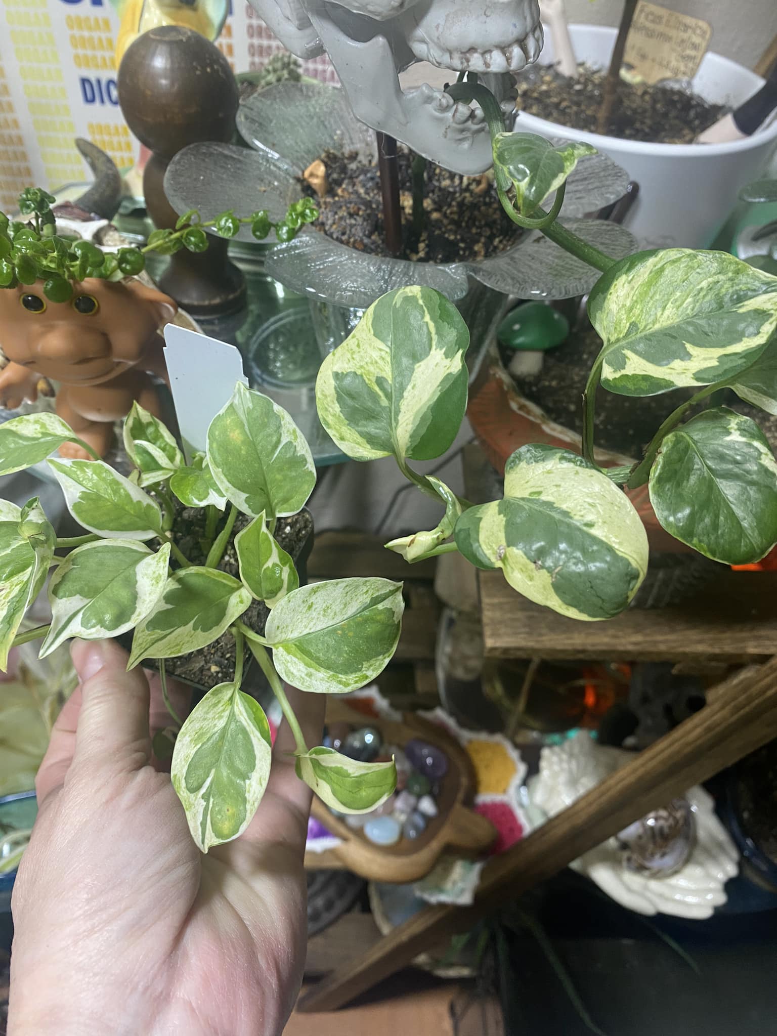 Combining jade and neon pothos plants