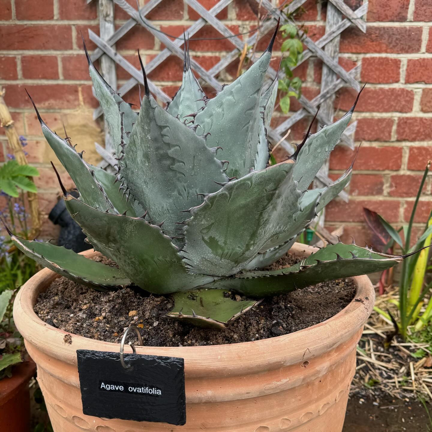 Agave desmettiana yellow mutate. One of the prettiest agaves I