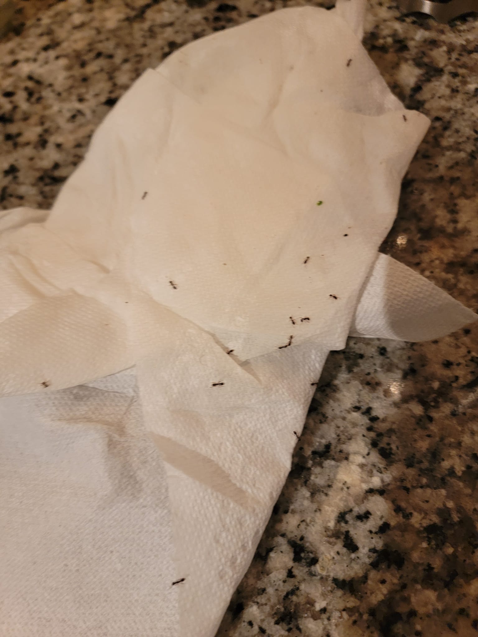 Pet safe ant control methods for kitchen