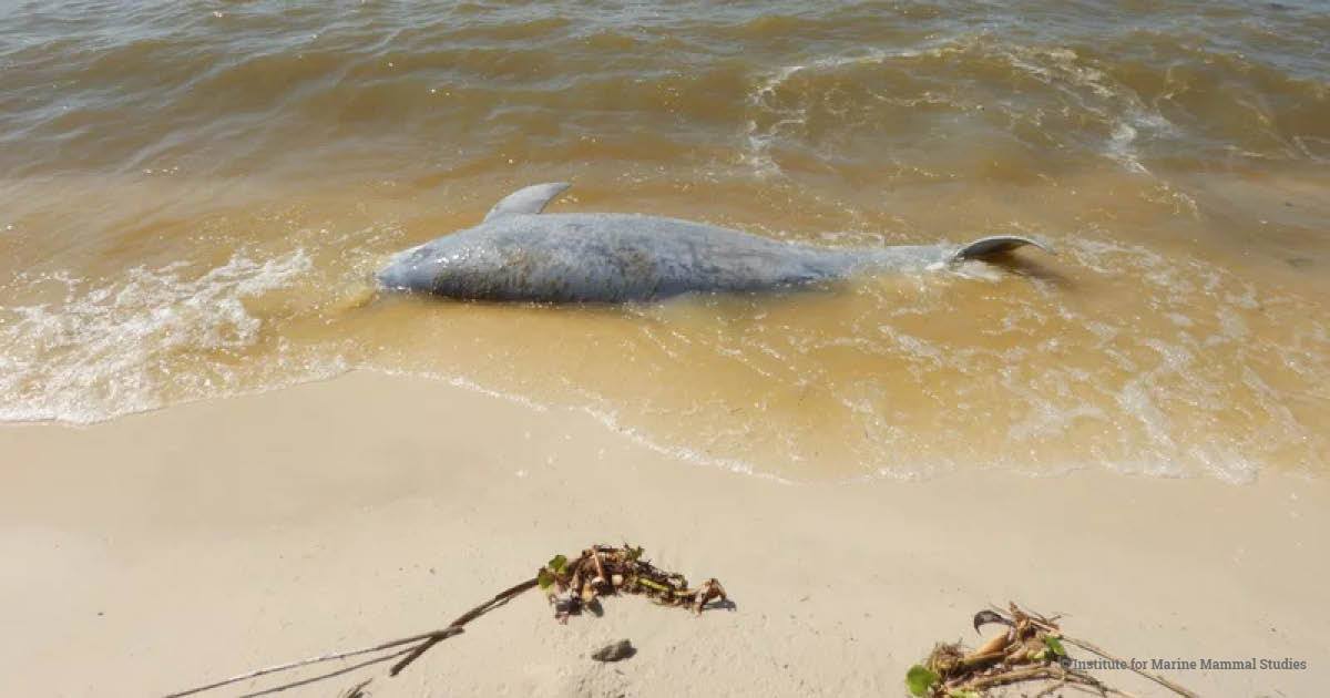 The Pacific Marine Mammal Center is working with scientists to 