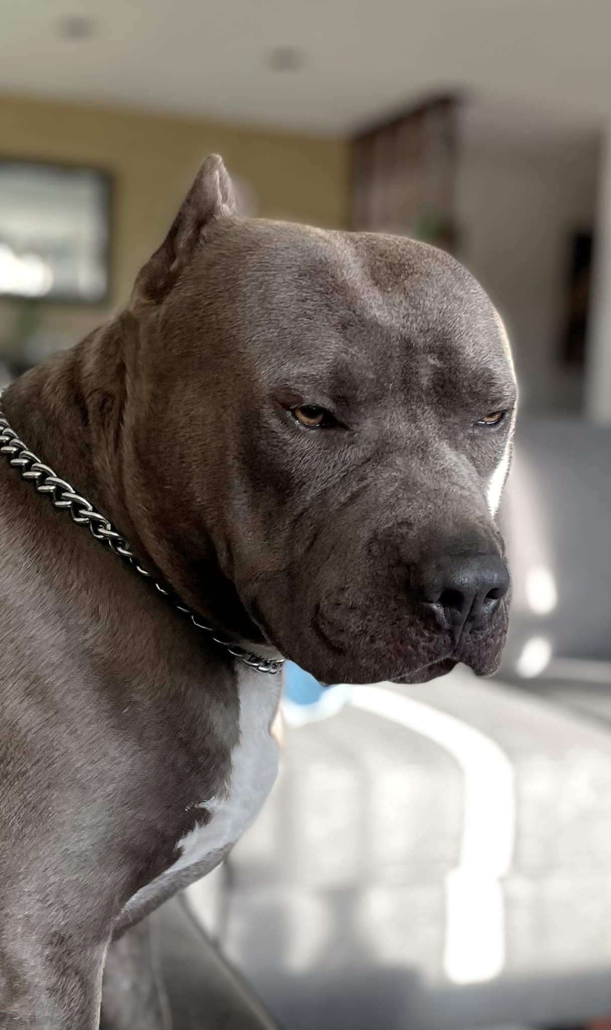 Vicious Pitbull being vicious