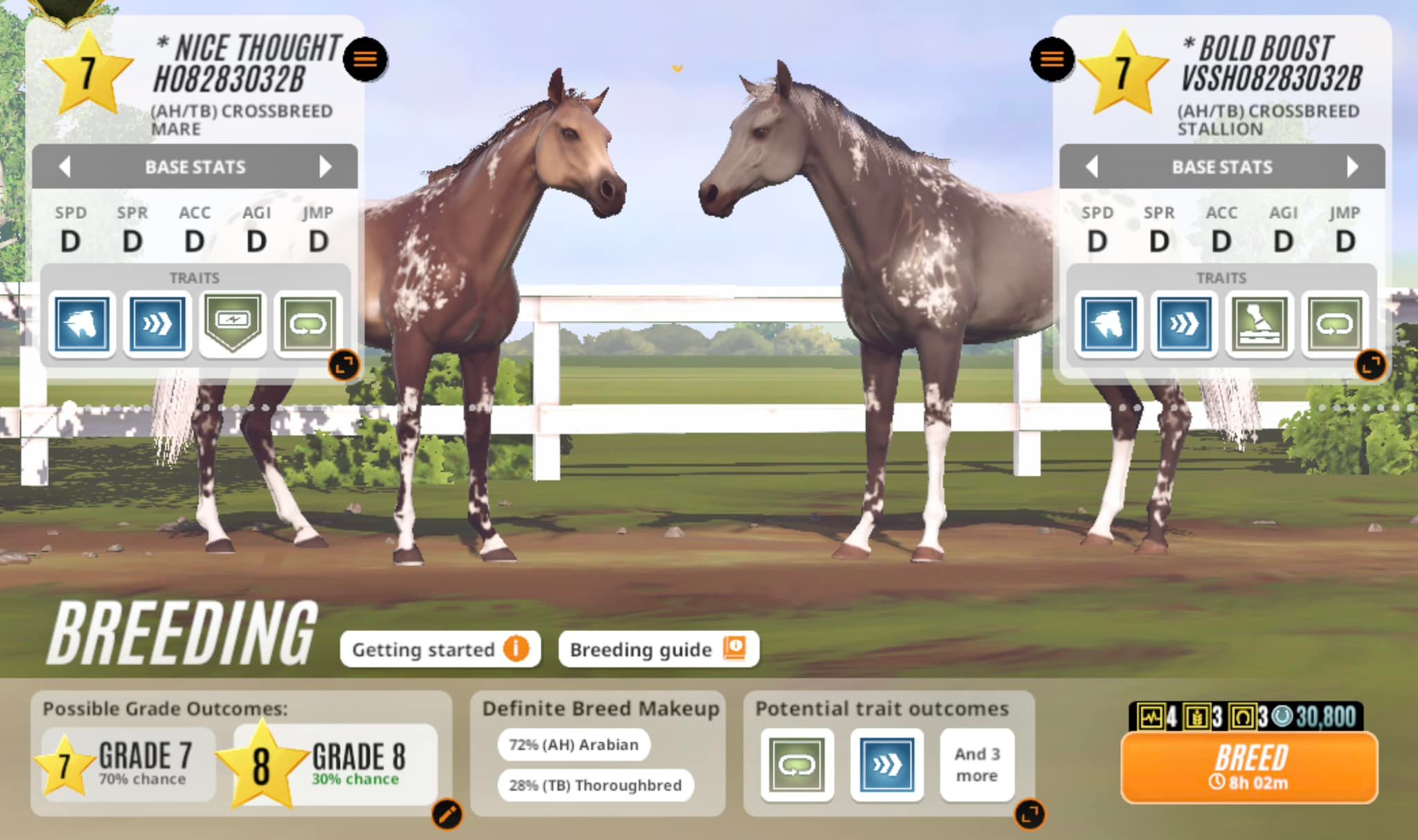 Breeding grade 8 horses for 3200m and 3000m races