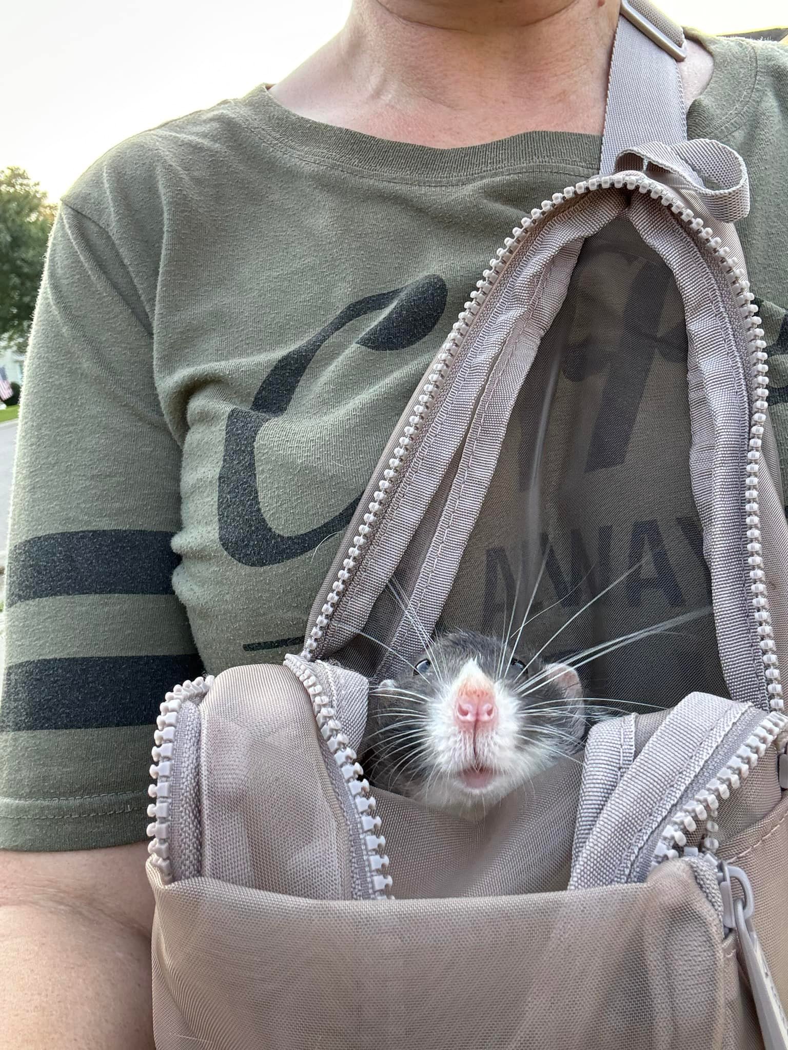 DIY neck pouch for bonding with pet rats