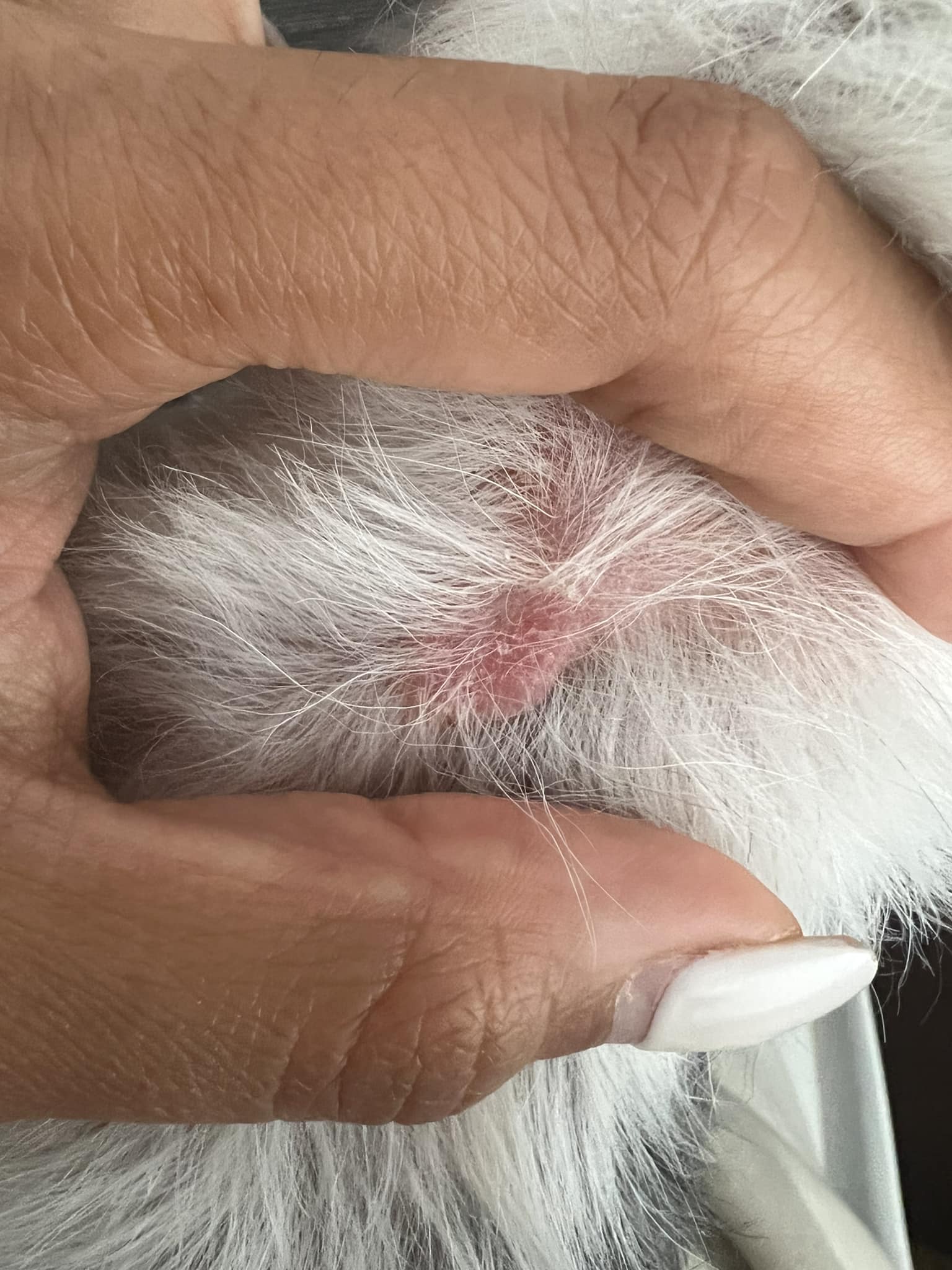 Should I be concerned about red spots on my dog after vaccination?