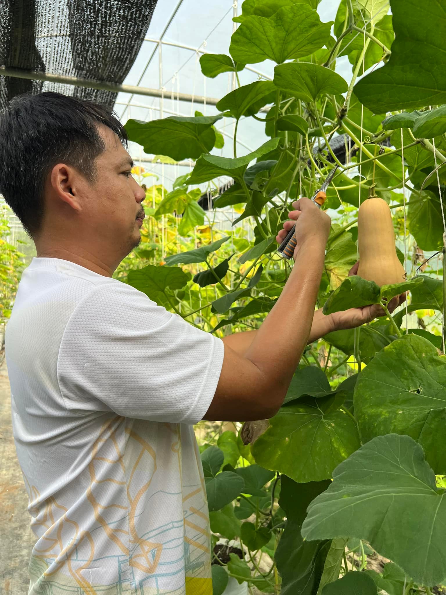 ไร่ชาตรี Chatree Healthy Organic Farm | Amphoe Muang Phetchabun