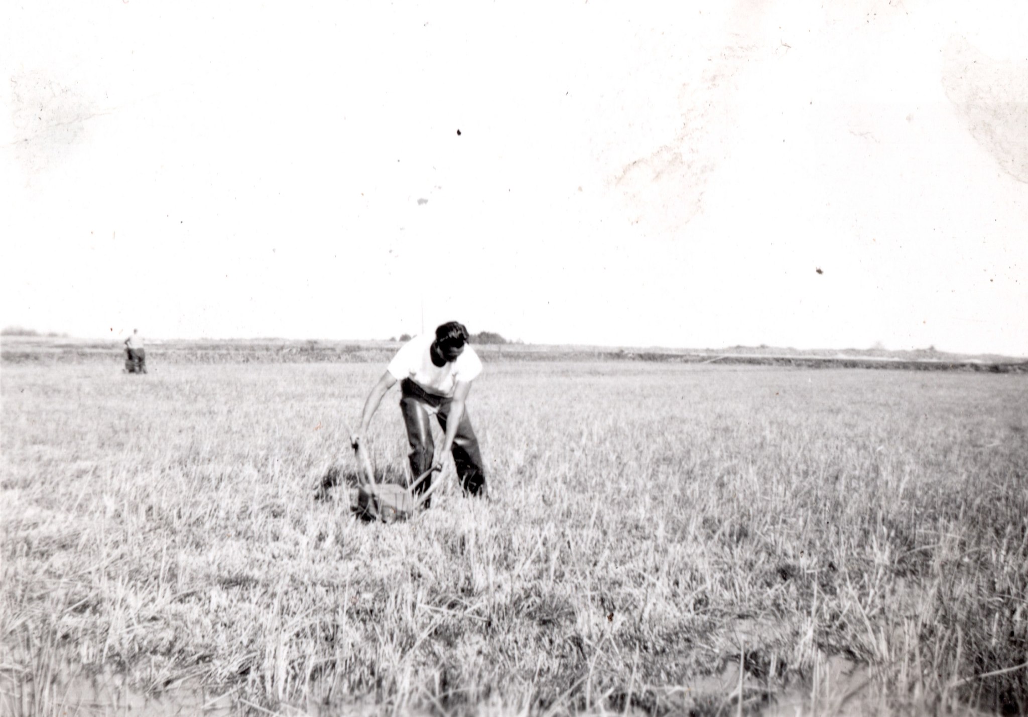 Historical cranberry production in Cranmoor, Wisconsin