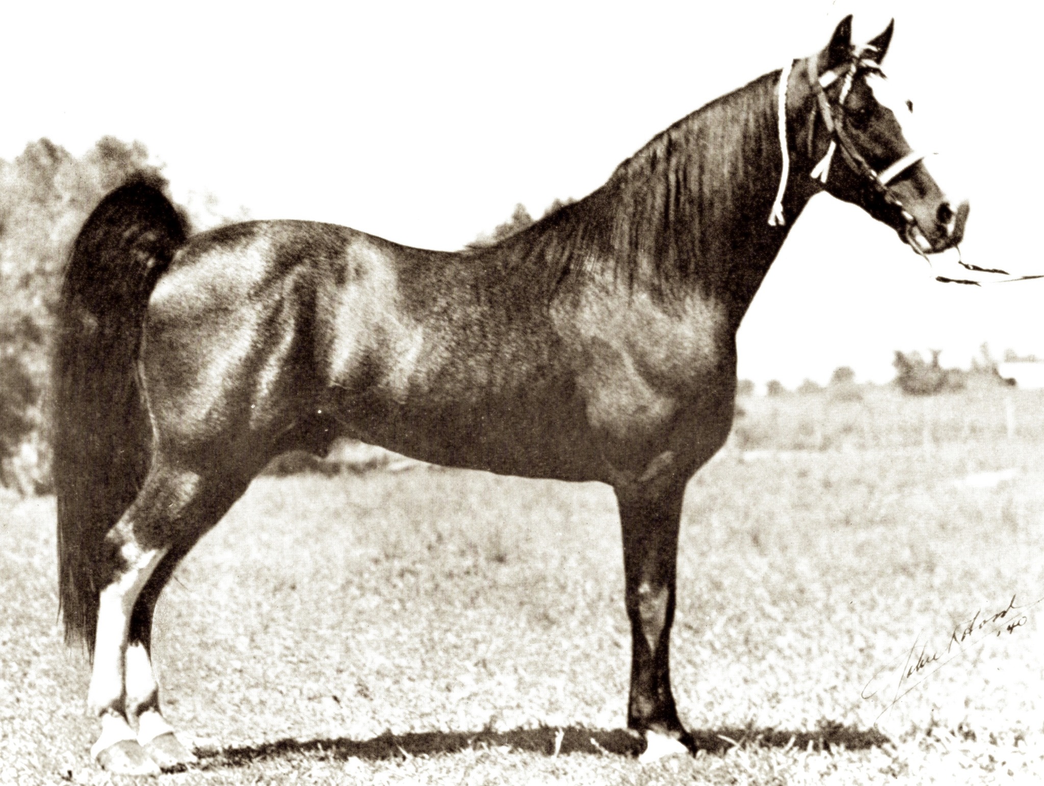 Merry Boy, sire of champion Tennessee Walking Horses
