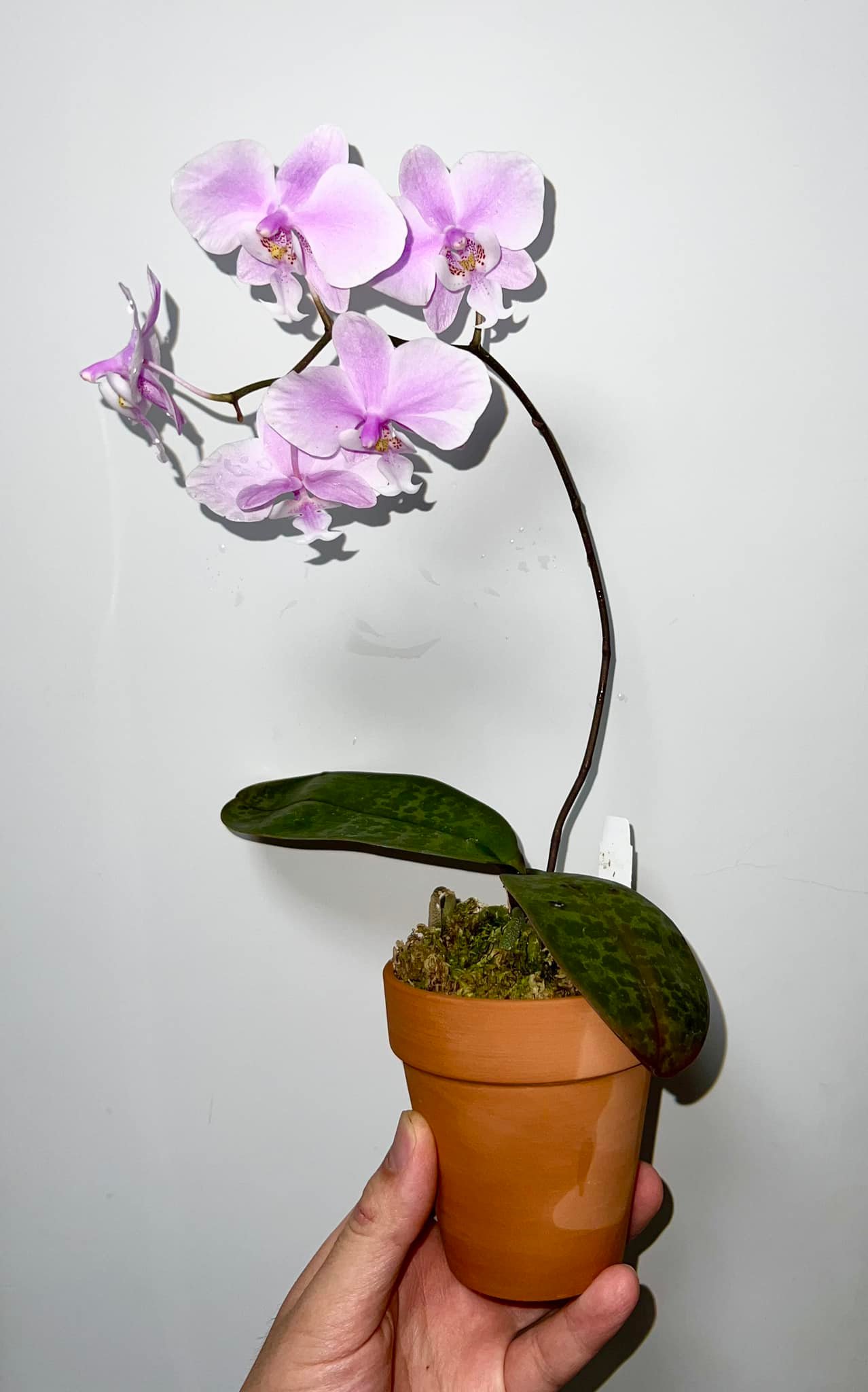 What is the origin of this unique Phal. schilleriana orchid?