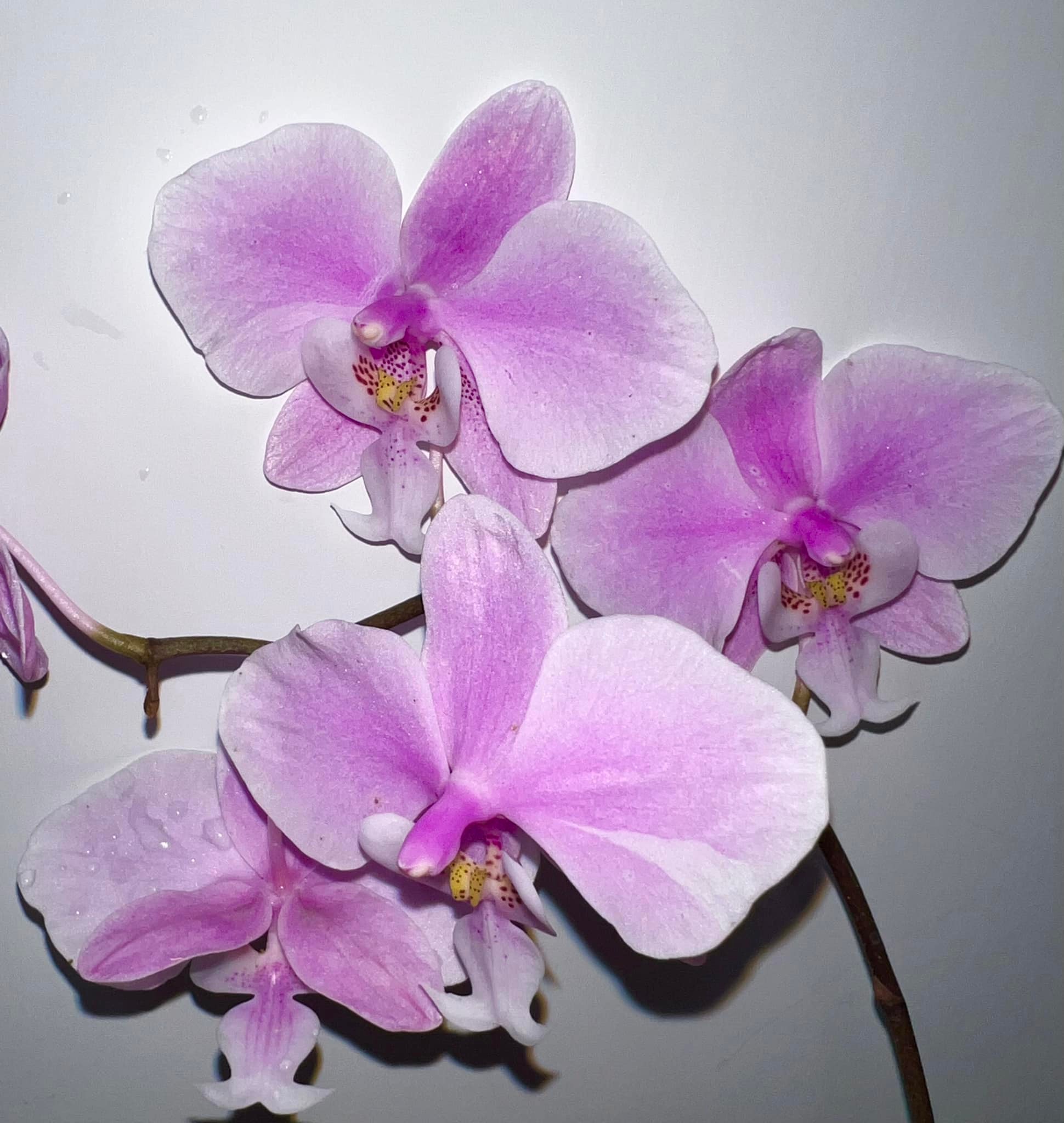 What is the origin of this unique Phal. schilleriana orchid?
