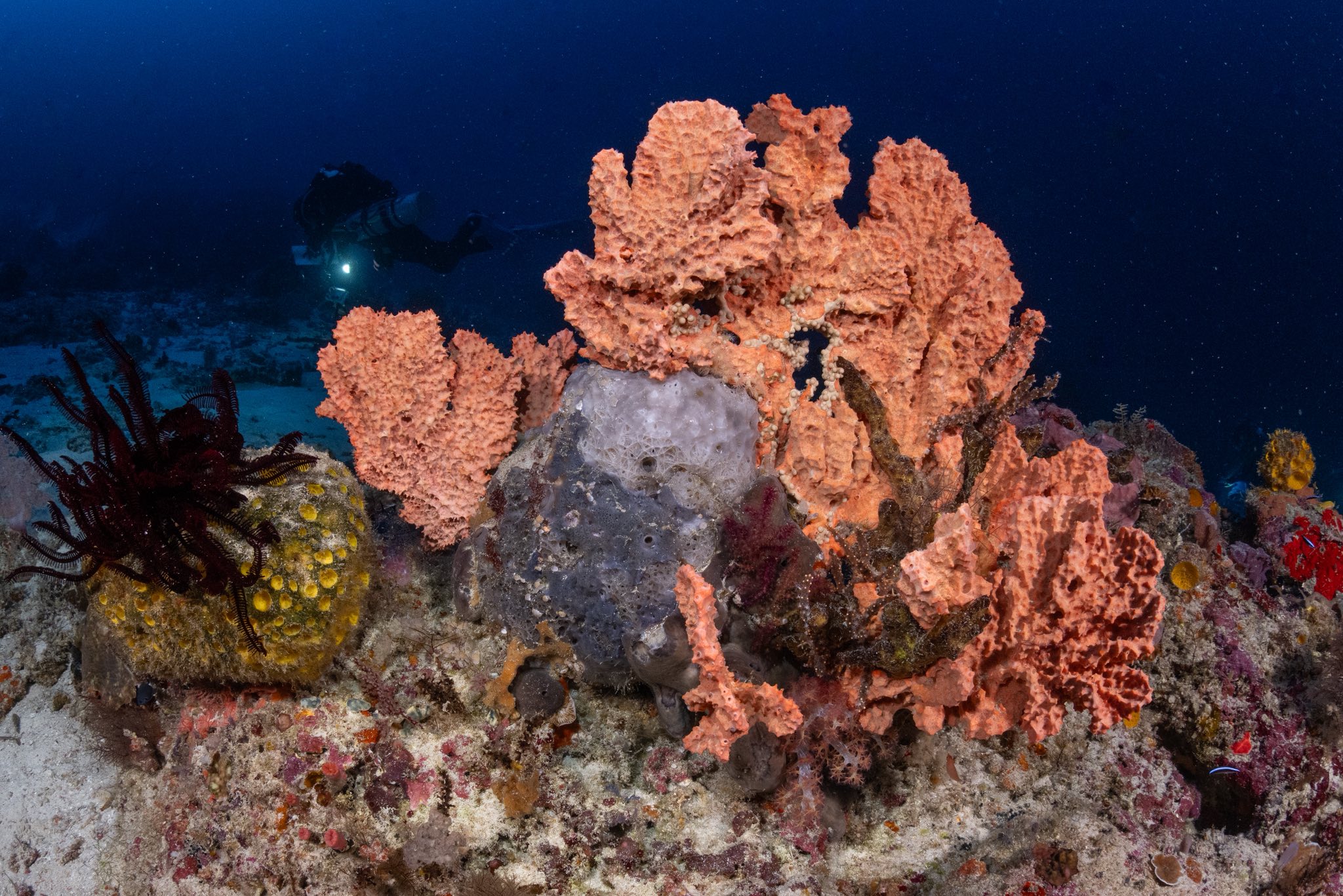 Ram - Coral clusters provide for some color in the mesophotic range (60 ...