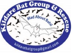 Bat Conservation Ireland - The Kilkock Bat Walk, organised by ...