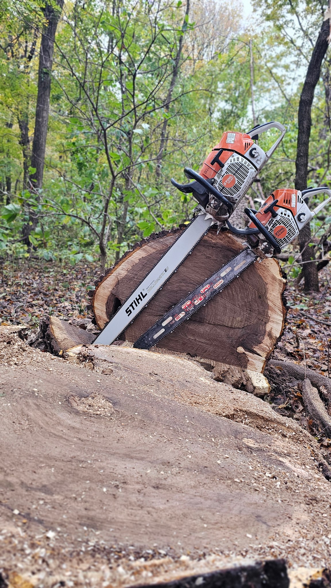 Stihl 881 magnum chainsaw cuts walnut tree log