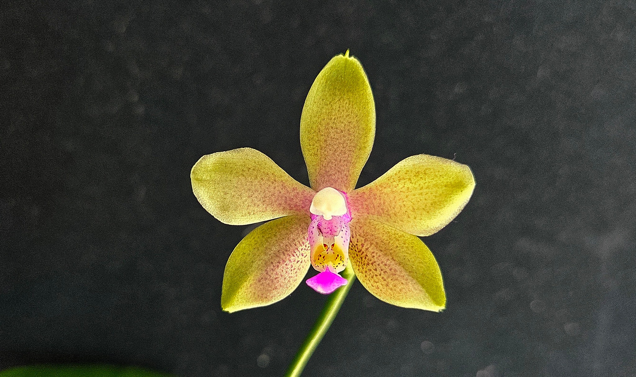 C.Izumi Melody'Flawless Page' Bred and registered by Fujii Orchids
