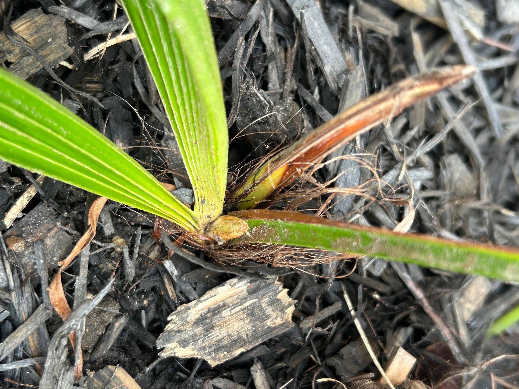 New spear emerges on needle palm in Ottawa