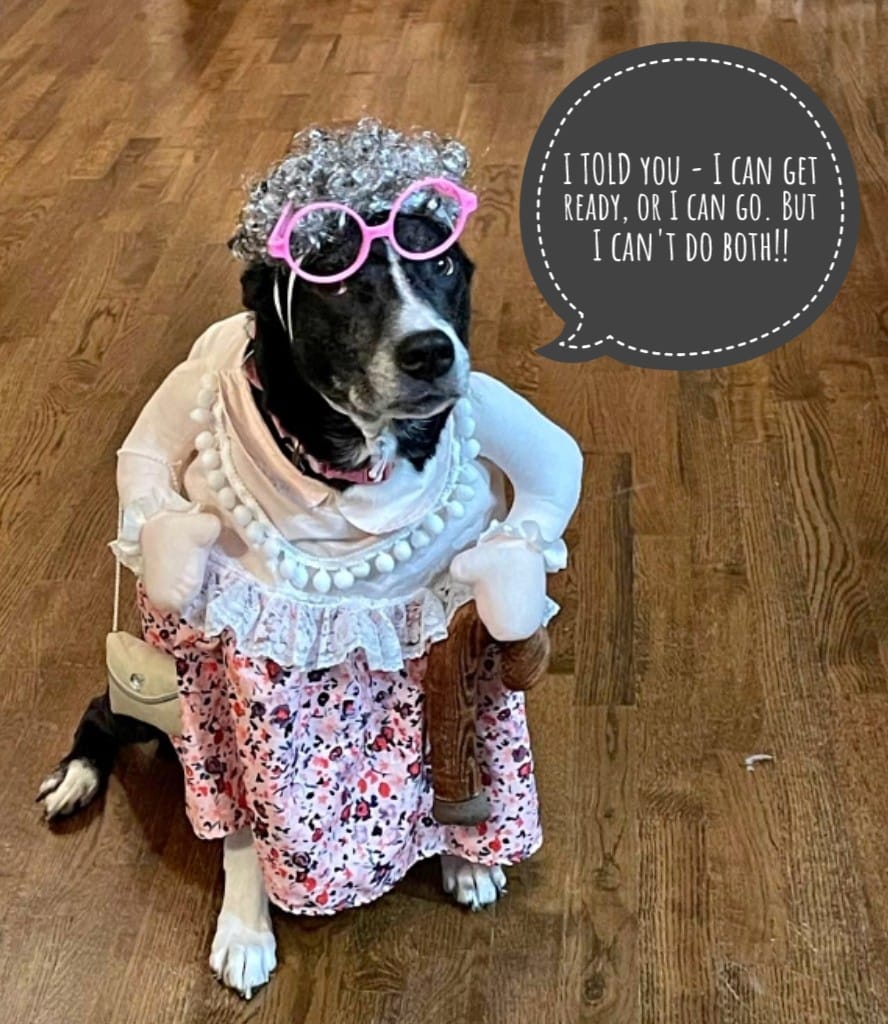 dog dressed as old lady Thanks to those who had fun with this!♥️ Caption this pup's thoughts. Photo from a marketplace ad which reads, 