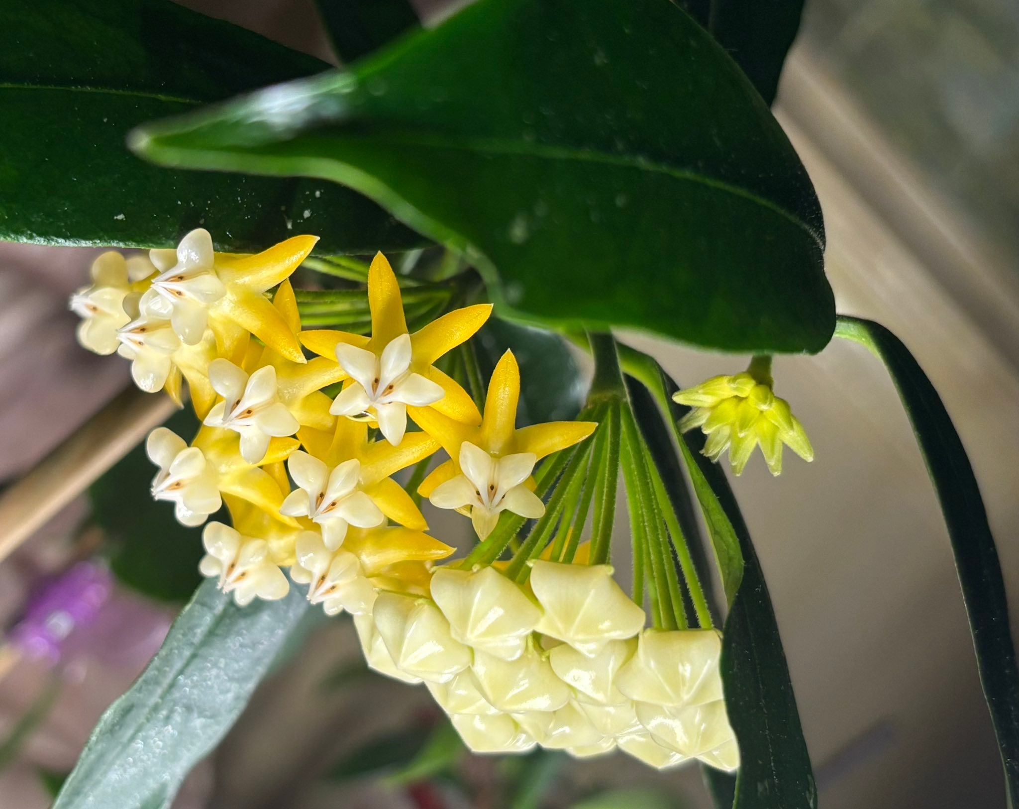 Hoya yellow lockii ☺️ The more mature it goes, the more yellow