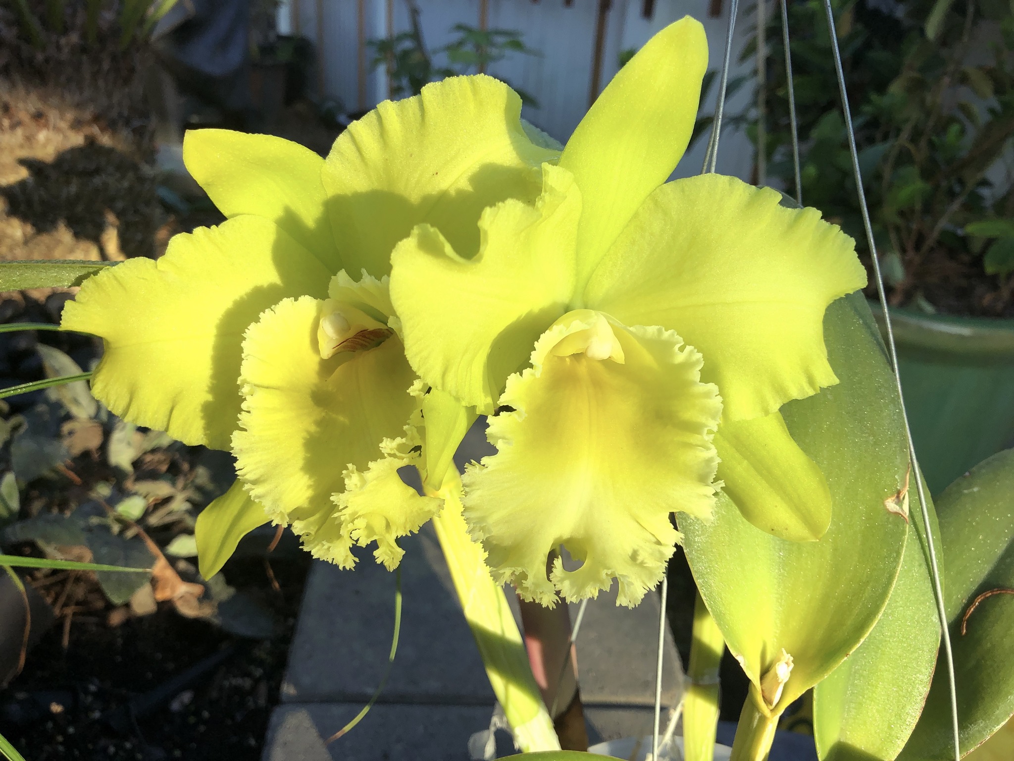 Rhyncholaeliocattleya Prada Green Deluxe