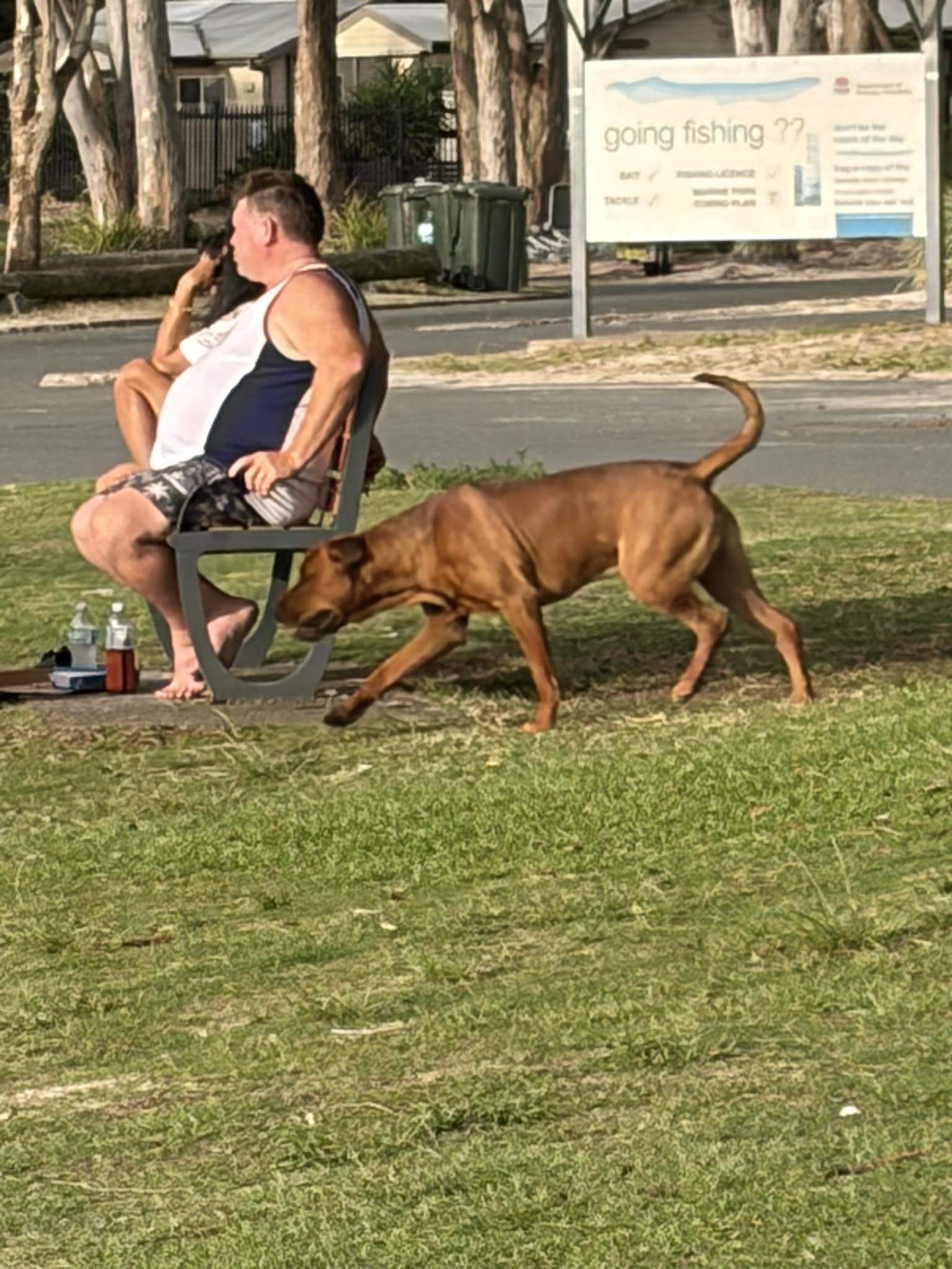 Dog causing havoc at little beach no collar | Facebook