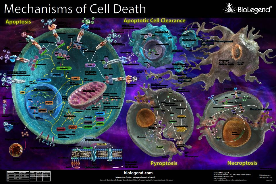 BioLegend - Download or request our Mechanisms of Cell... | Facebook