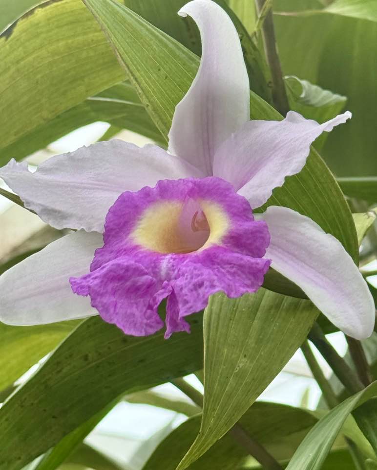 Sobralia macrantha orchids at San Francisco's Conservatory of Flowers