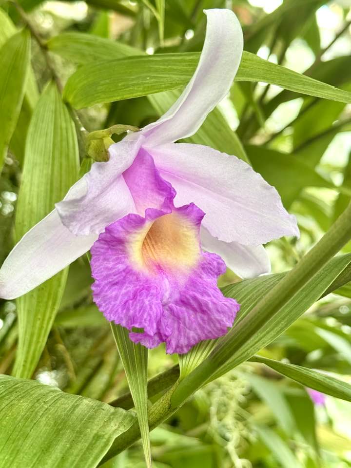 Sobralia Macrantha orchids at the conservatory of flowers in San