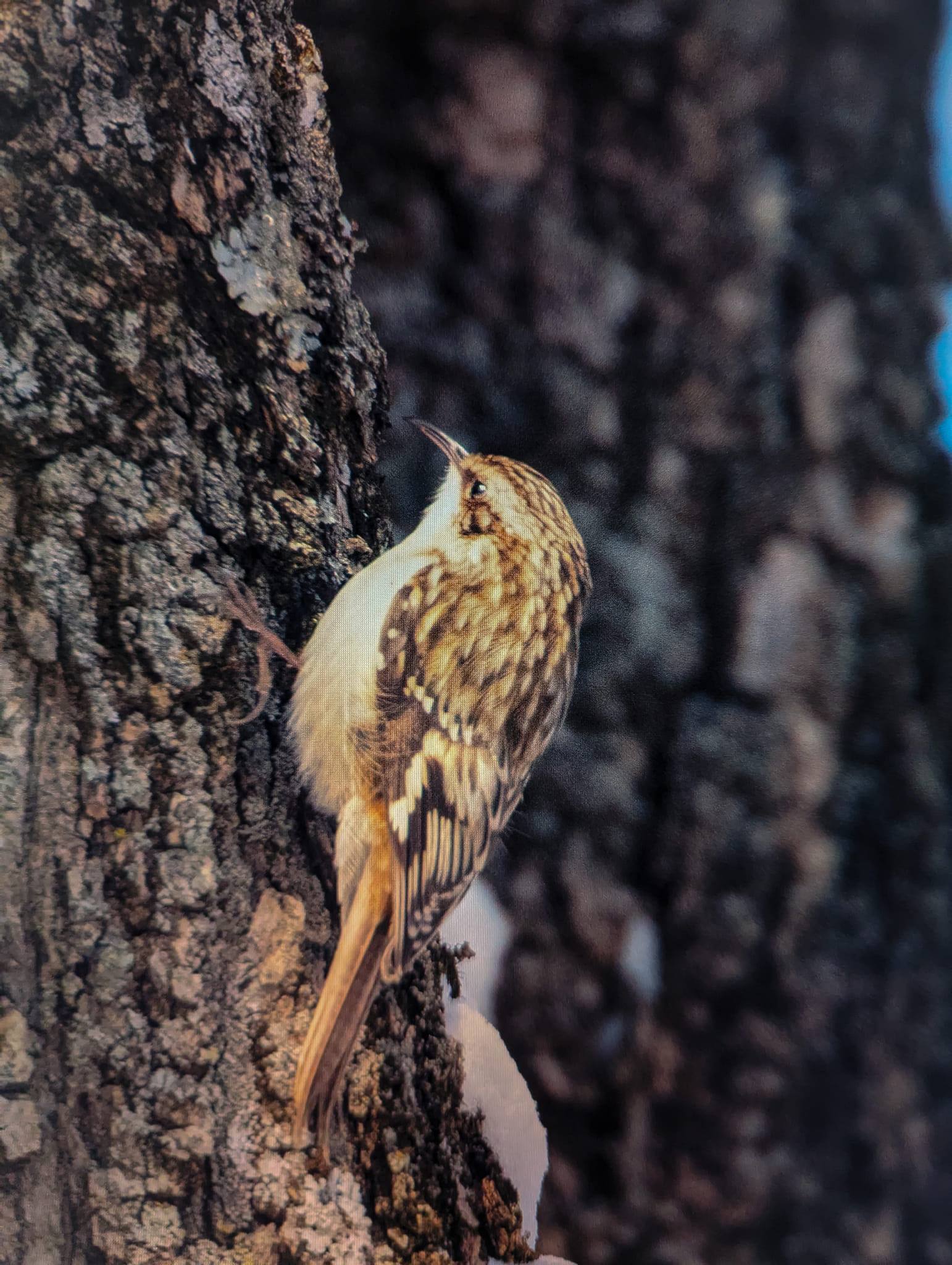 Brown Creeper in-flight. Taken 04-03-2023, Avon Lake, OH. Nikon Z9