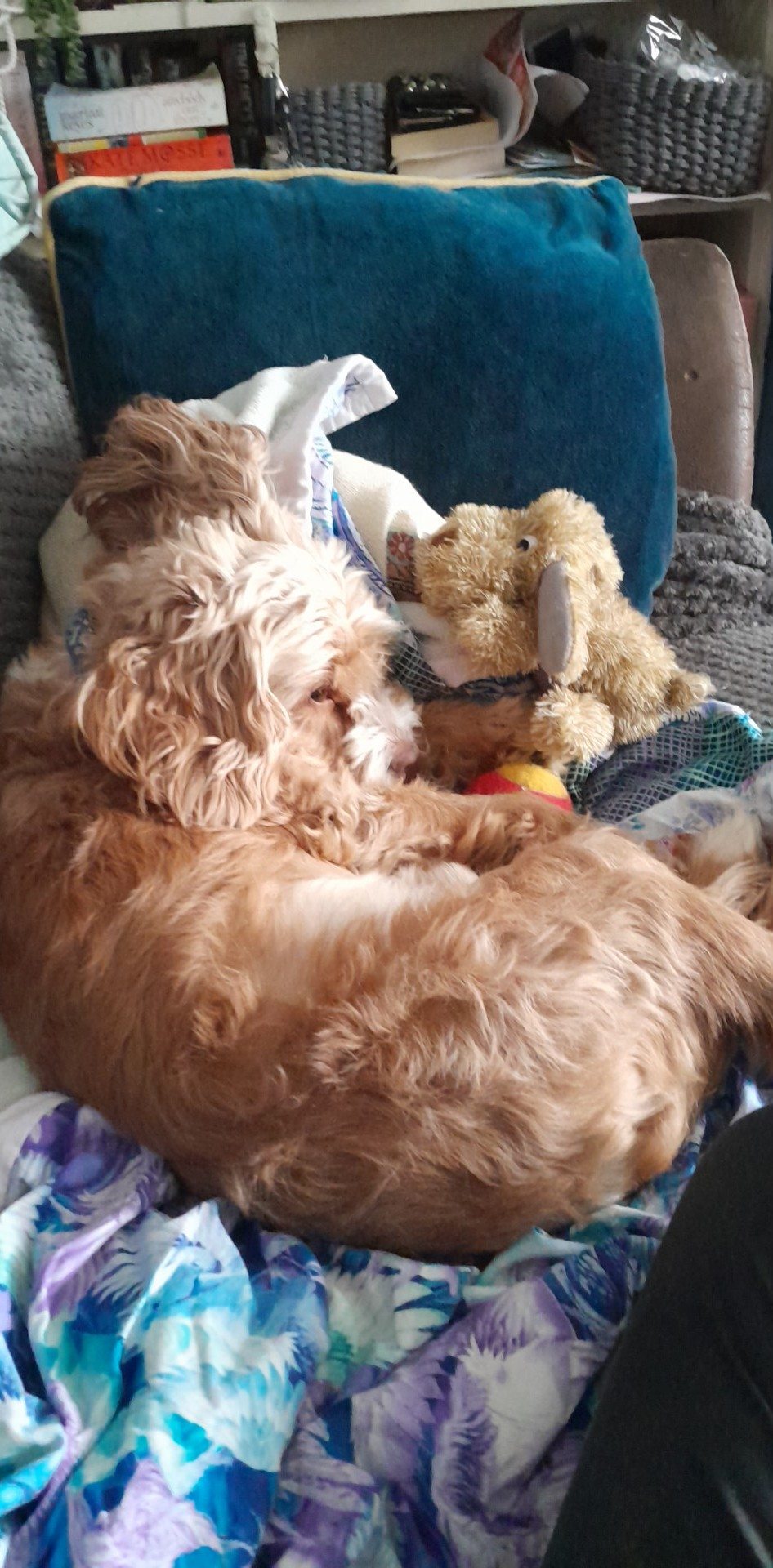 Cockapoo Owners | Gizmo having a snooze with his blanket, fave tennis ...