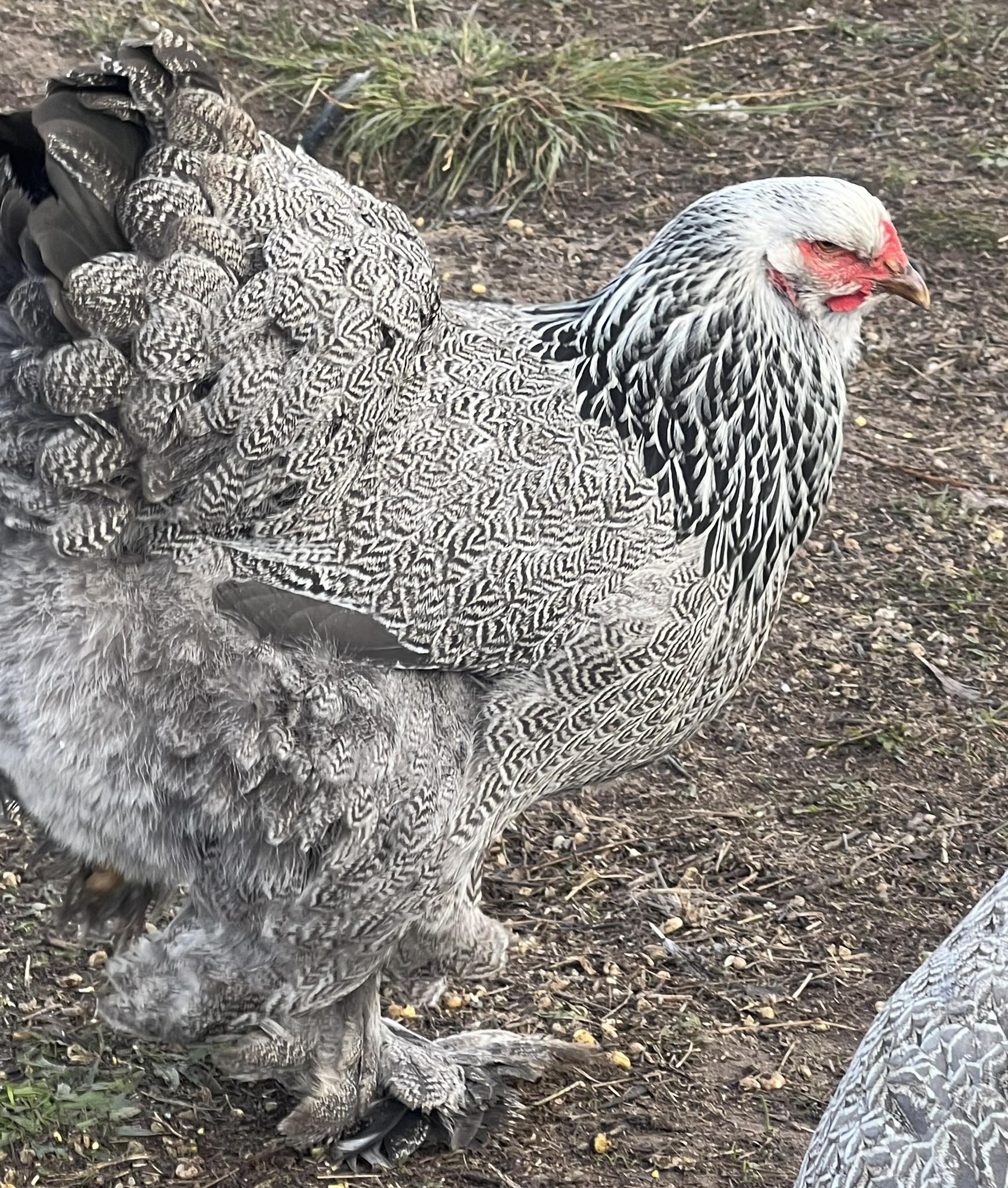 Brahma Chicken Hatching Eggs - 10+2 Bonus (12 Total)