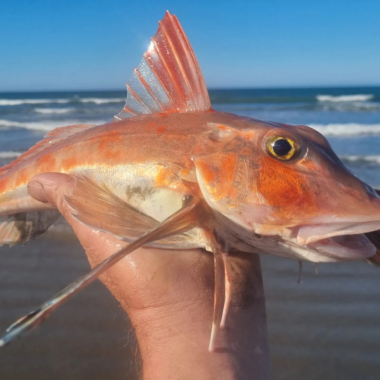 peter-gurnard-fishing-guide-a-25-page-guide-to-catching-gurnard-in
