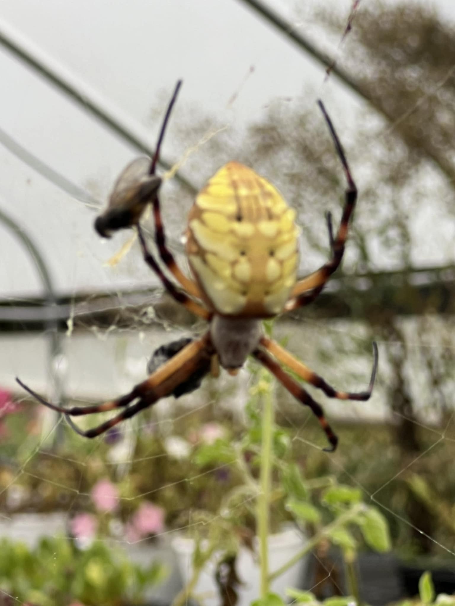 What is a pine barrens spider cricket?