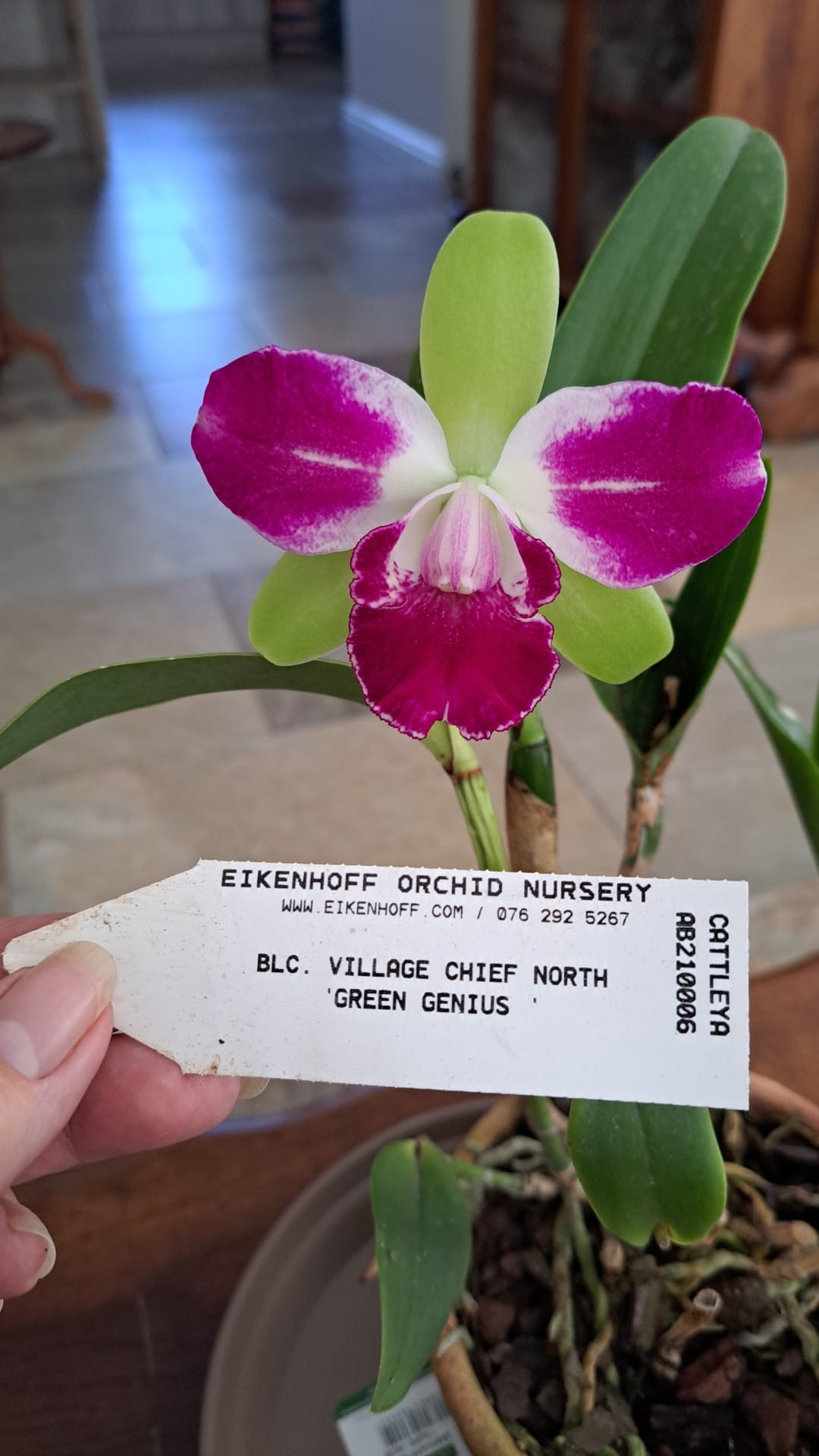 Cattleya Village Chief North 'Green Genius' bloom