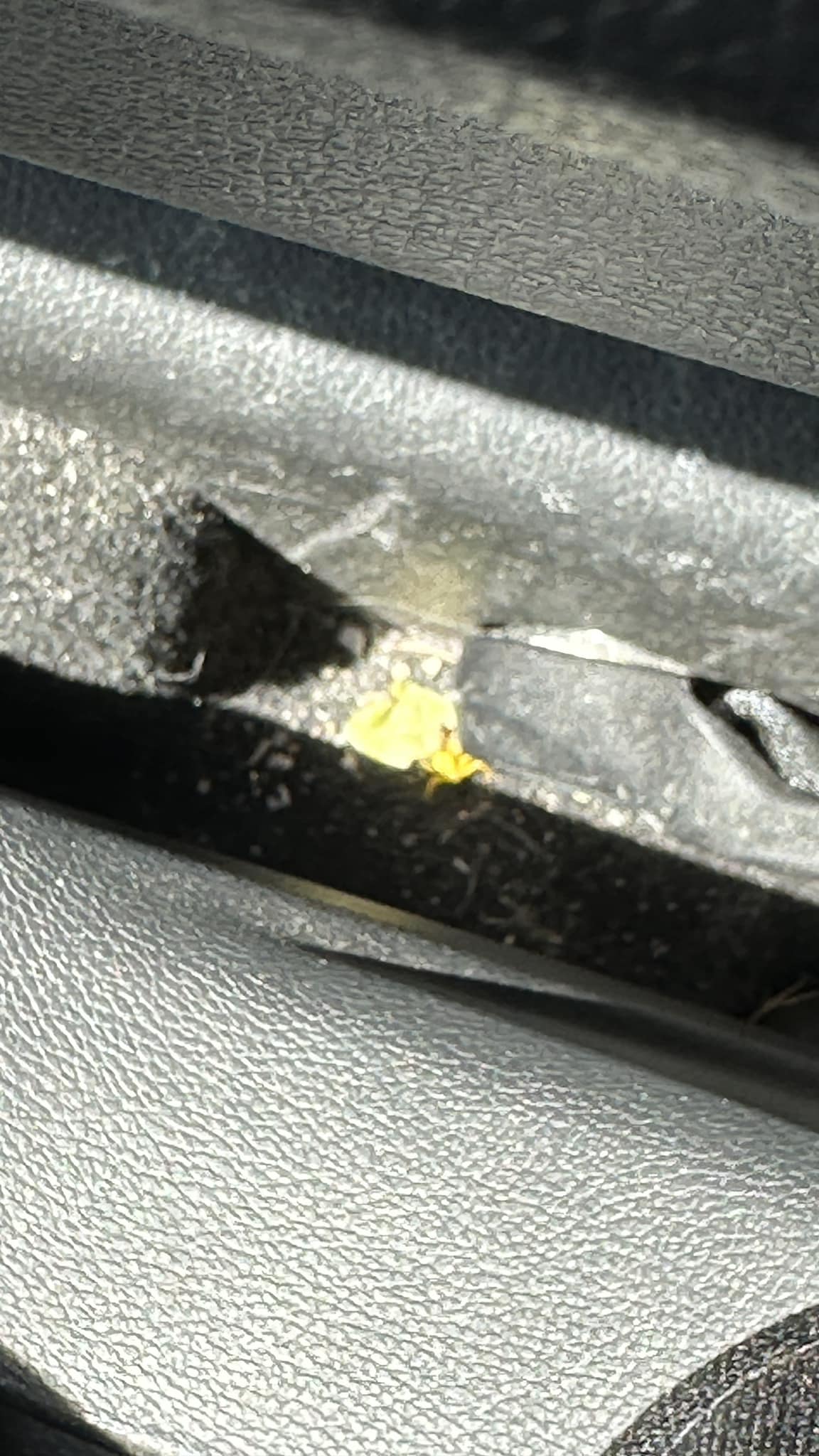 Yellow spider identification needed