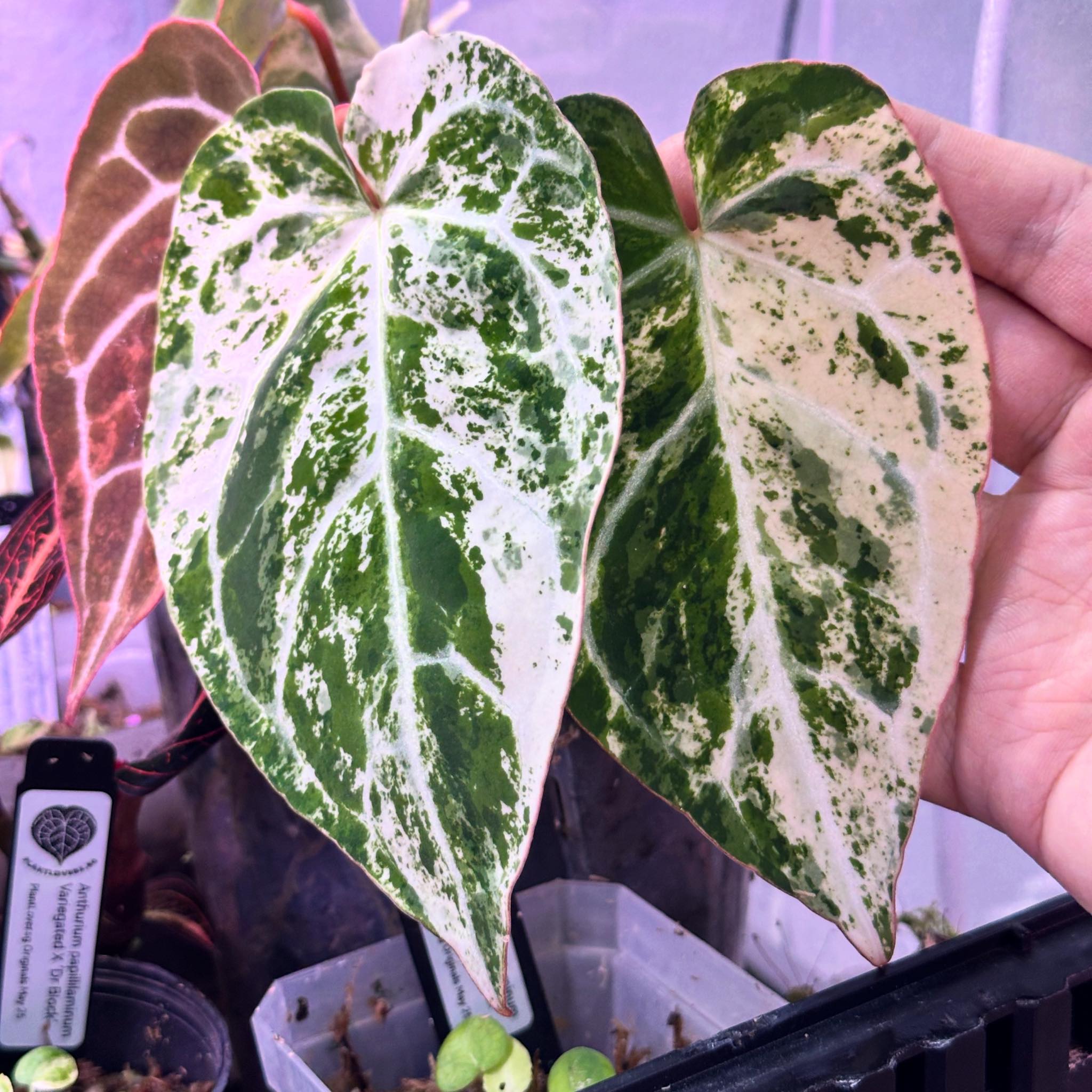 Anthurium Aos x magna variegated