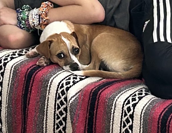 ❗️EDIT!❗️Since originally posting about Algernon, I've