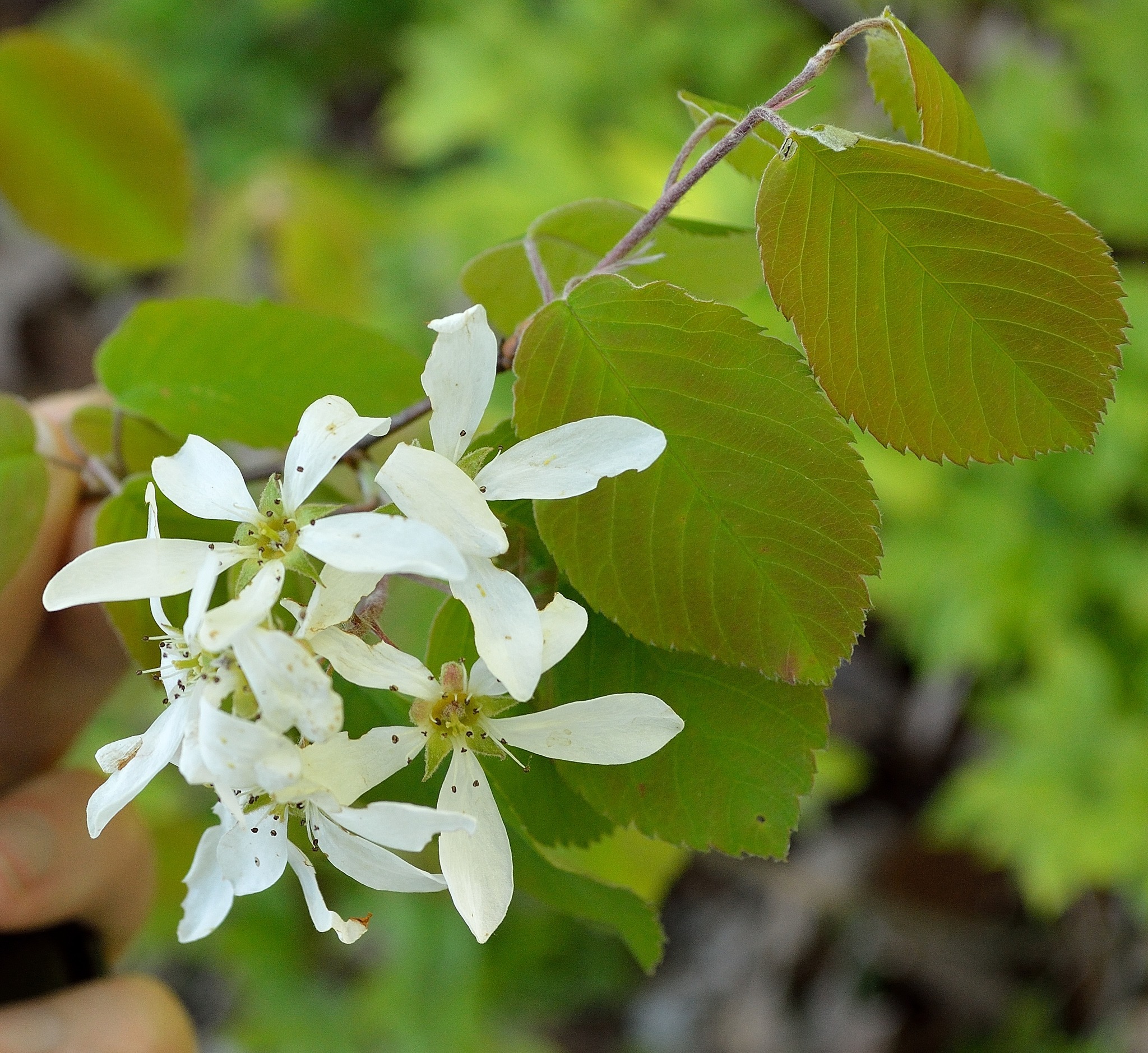 Native Plants of the Northeast | # **More Rare Roundleaf Serviceberry ...