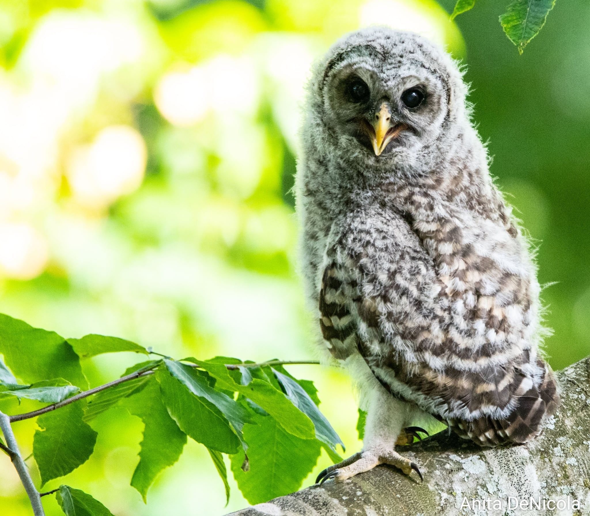 Juvenile Bard Owl Leita Thompson Park Roswell, Georgia. USA 6/20/2025