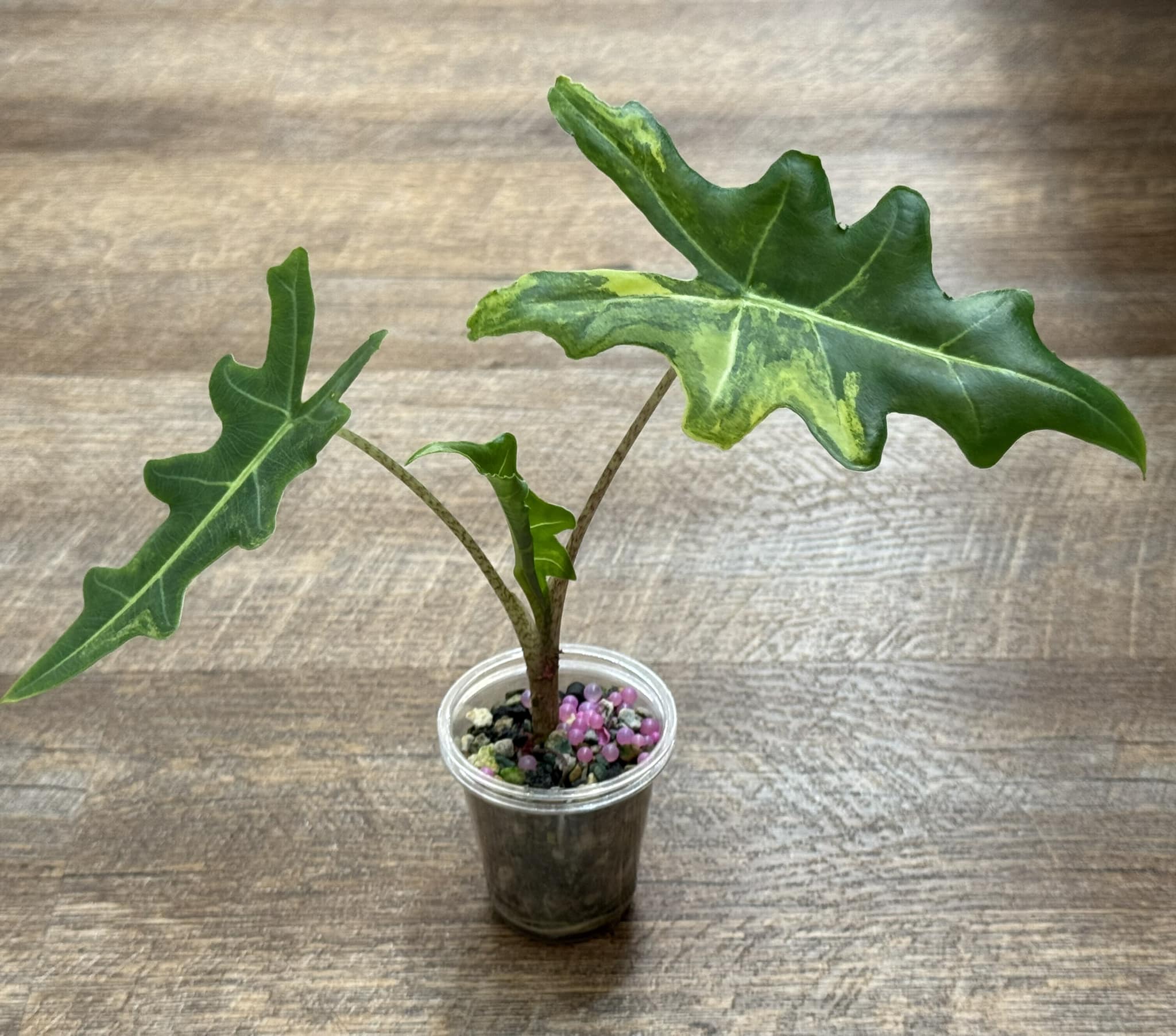 Alocasia Portei Variegated ❤️ ❤️