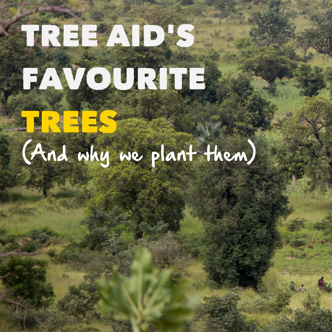 Tree Aid - We need to plant more trees! Everyone's... | Facebook