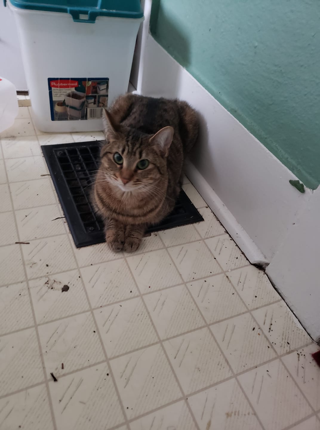 Missing kitten 'Freakyy' in Keizer, OR, last seen at Friends Of