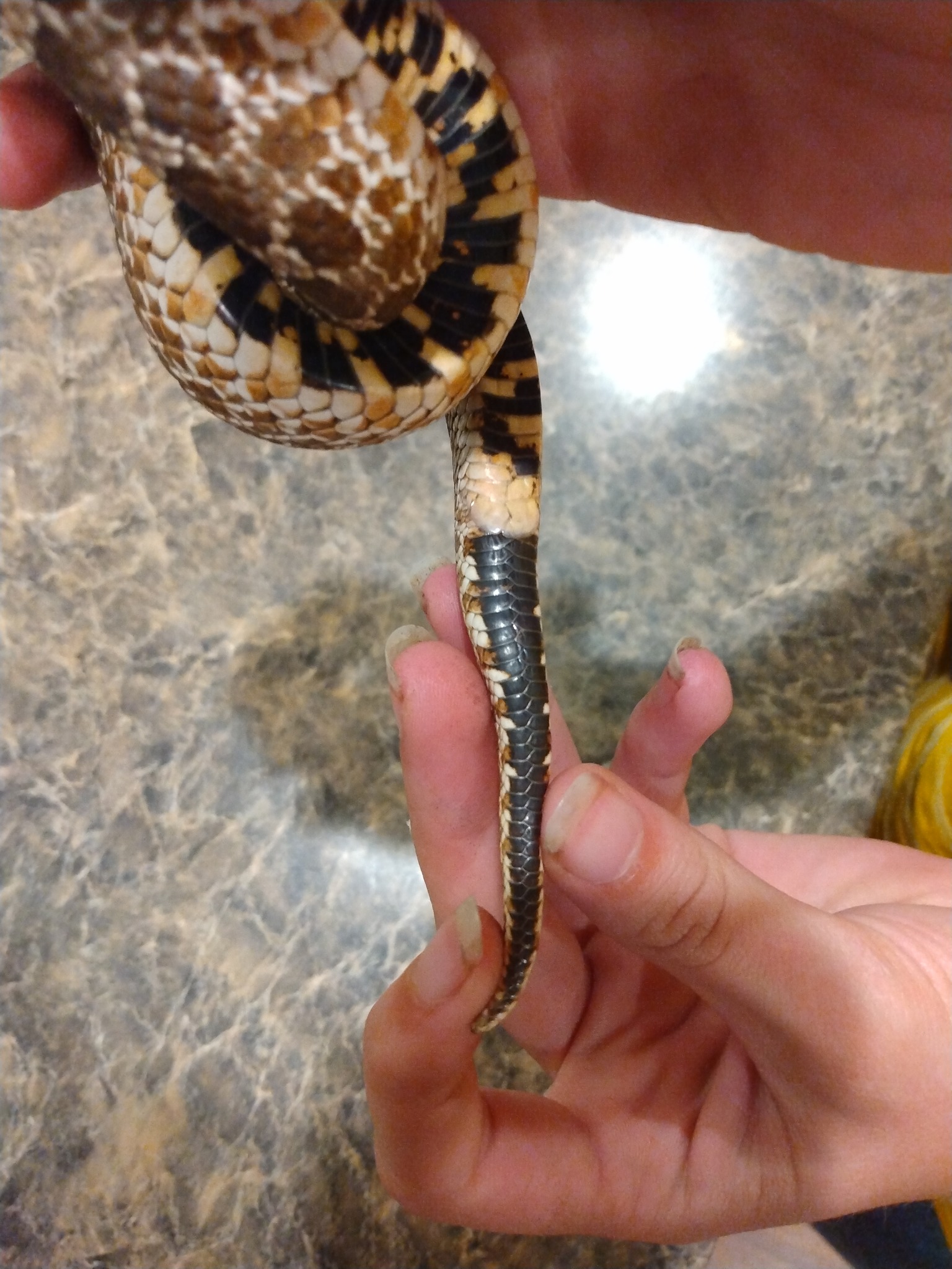 Male or female? (Same snake)