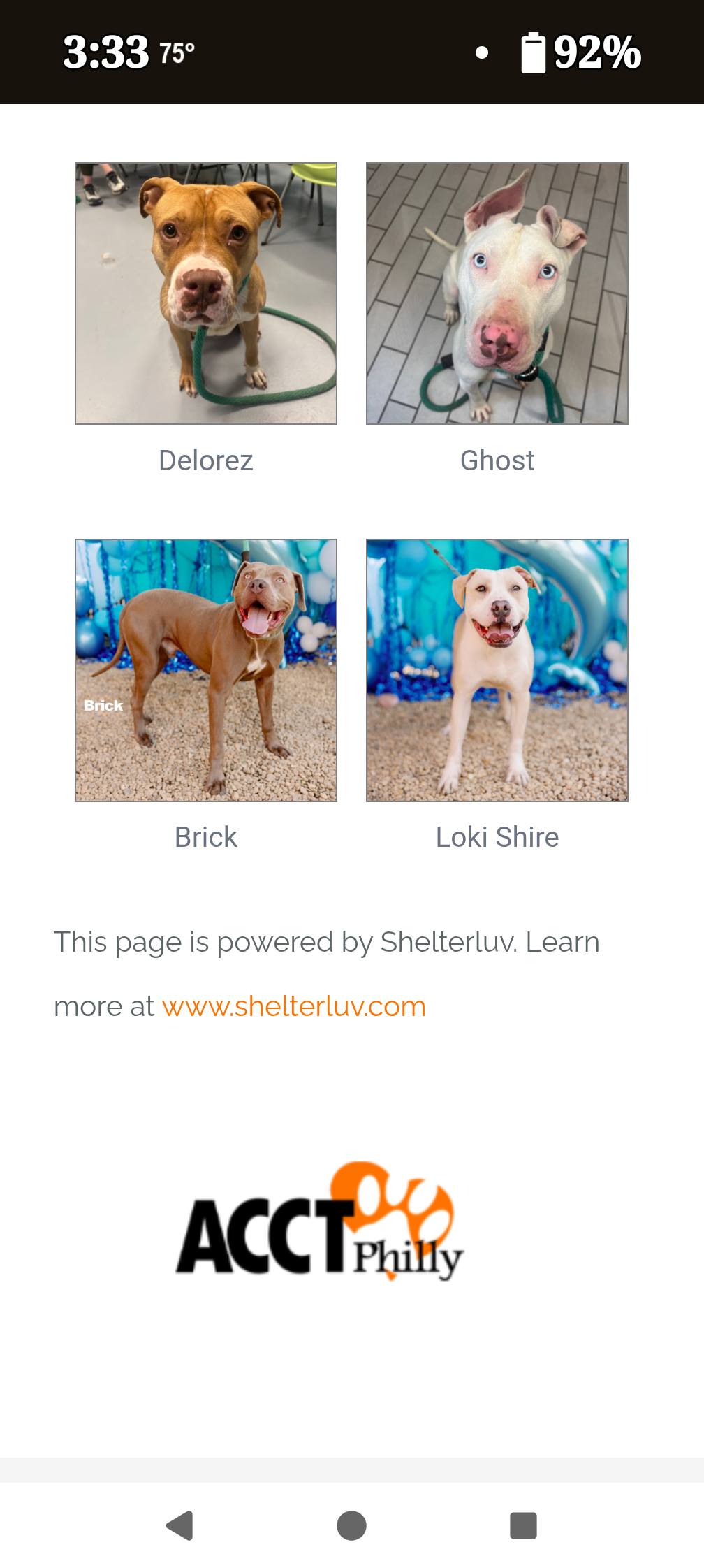 Urgent adoptions needed for Philly dogs