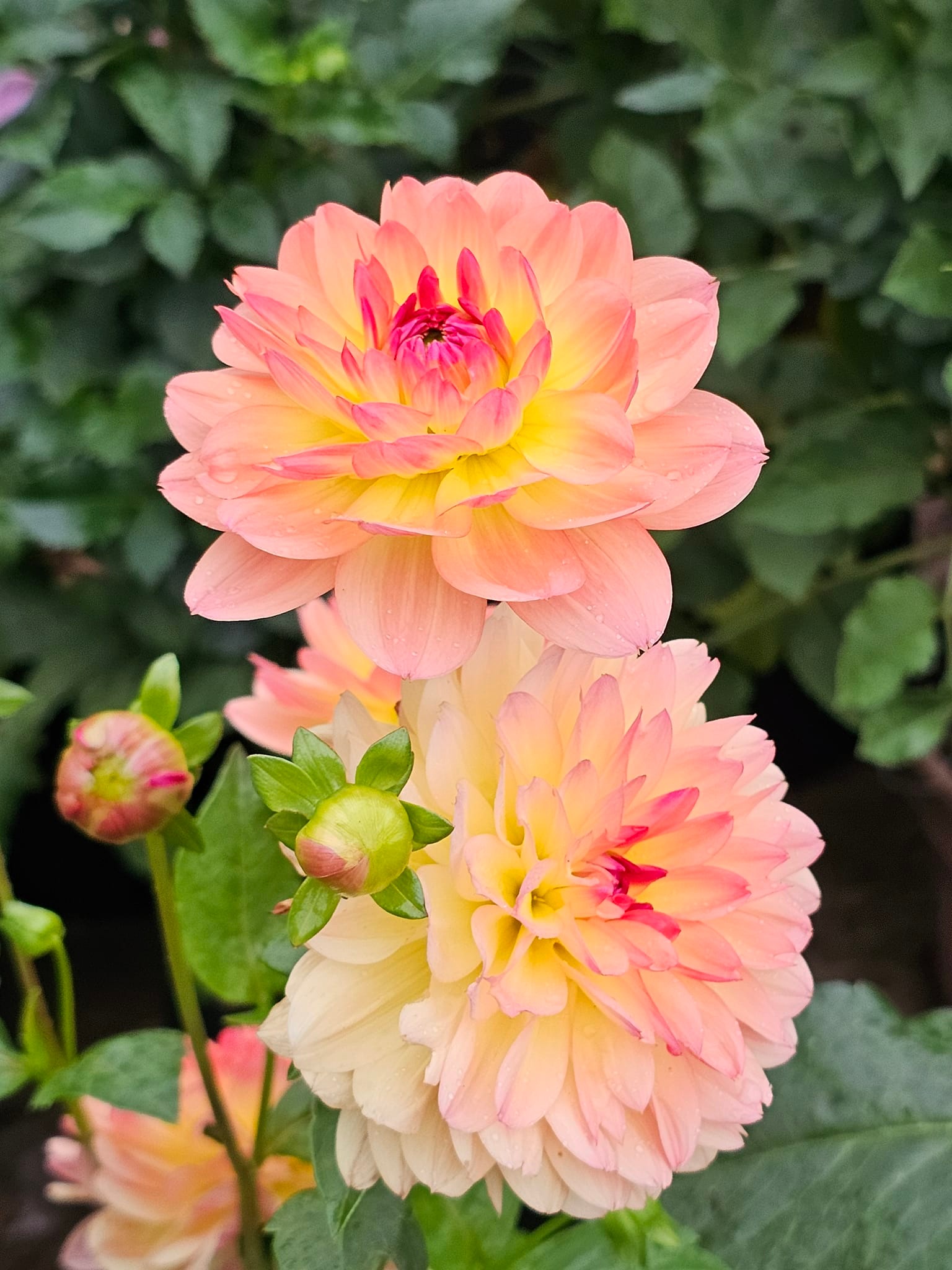 What is the name from this dahlia ? 06:36 00:12/00:18 00:12 00:18